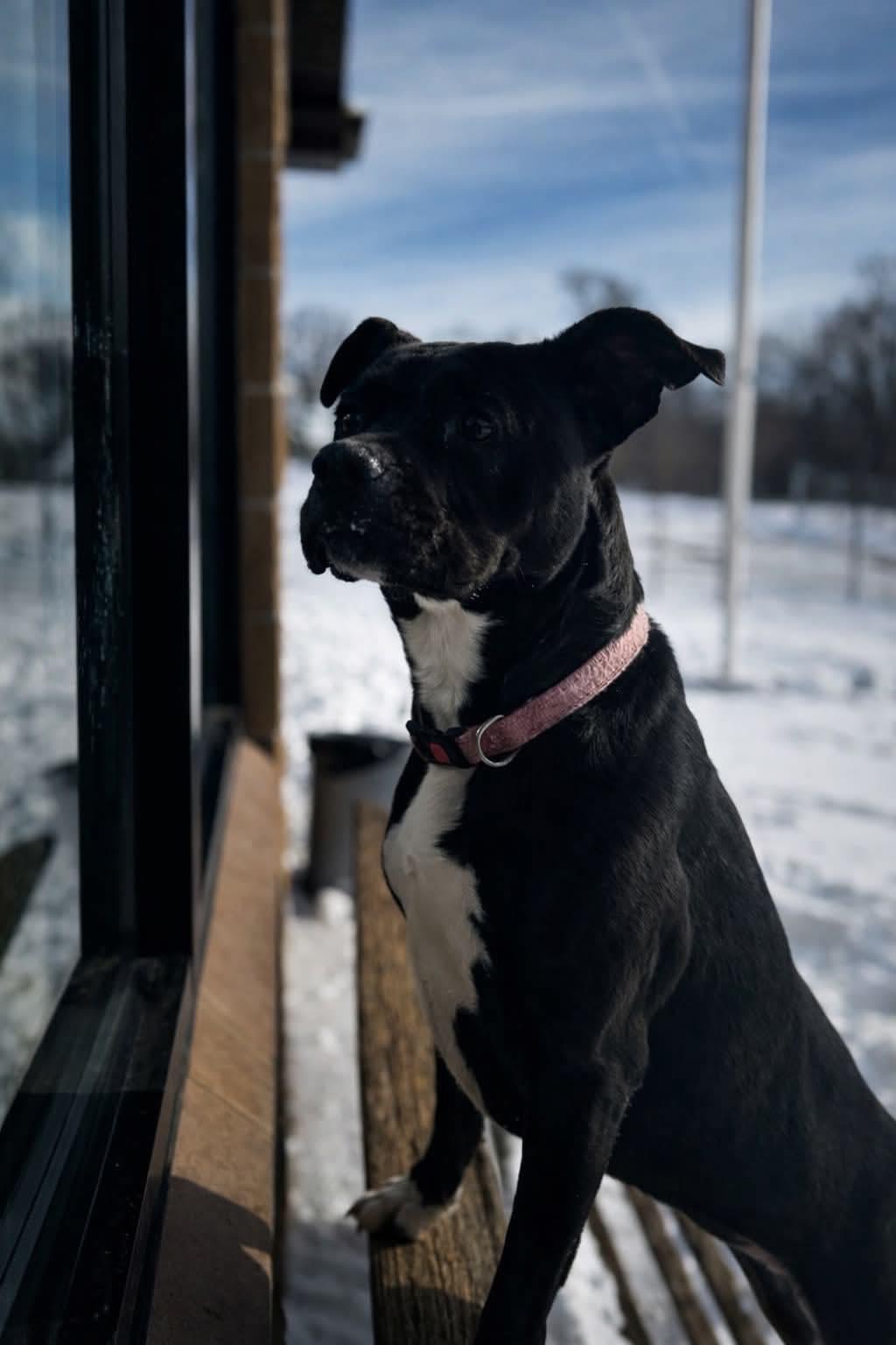 Enlarge maxxine, a ADOPTABLE mixed breed in MARION, IN image 3/5