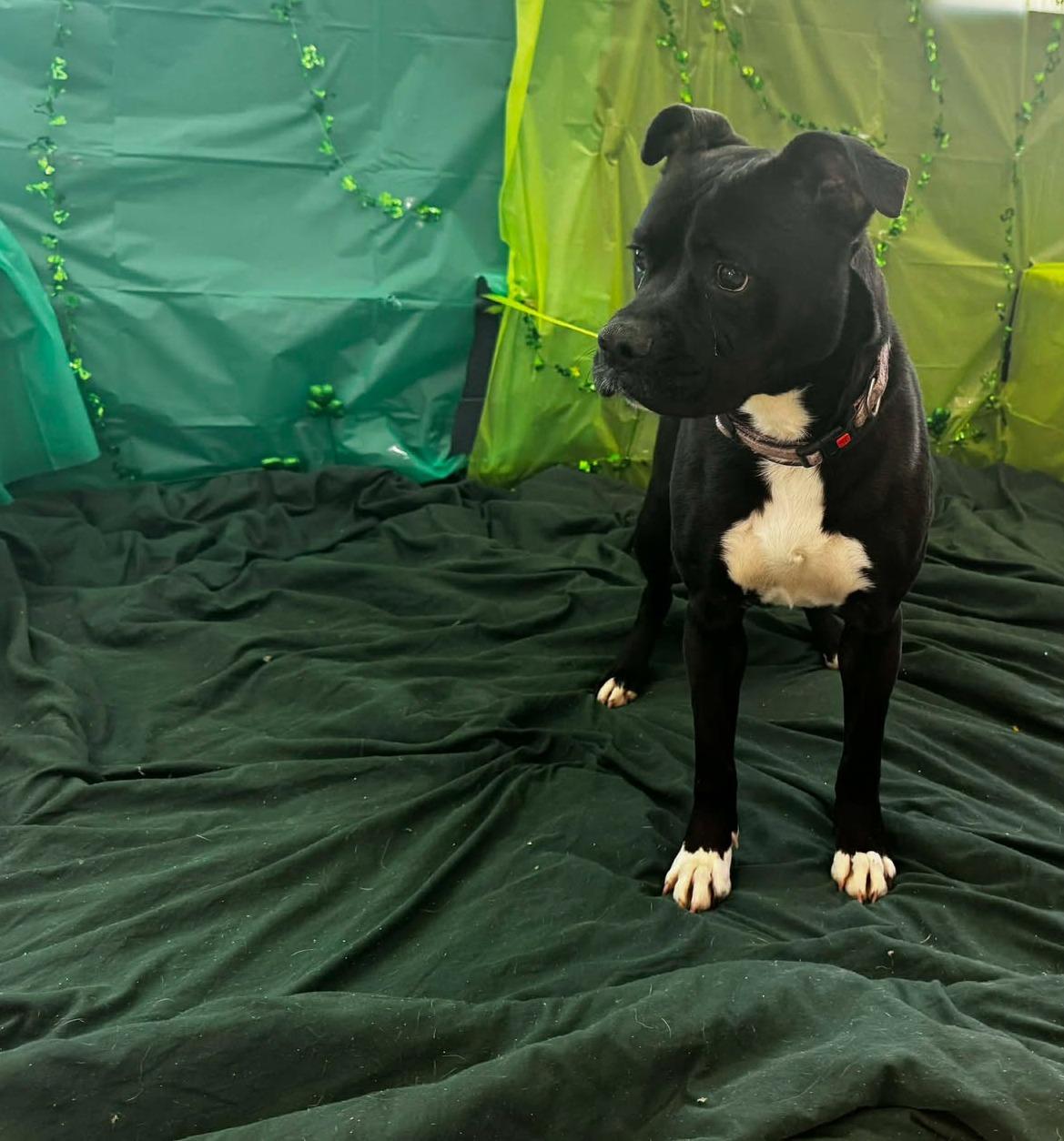 Enlarge maxxine, a ADOPTABLE mixed breed in MARION, IN image 1/5