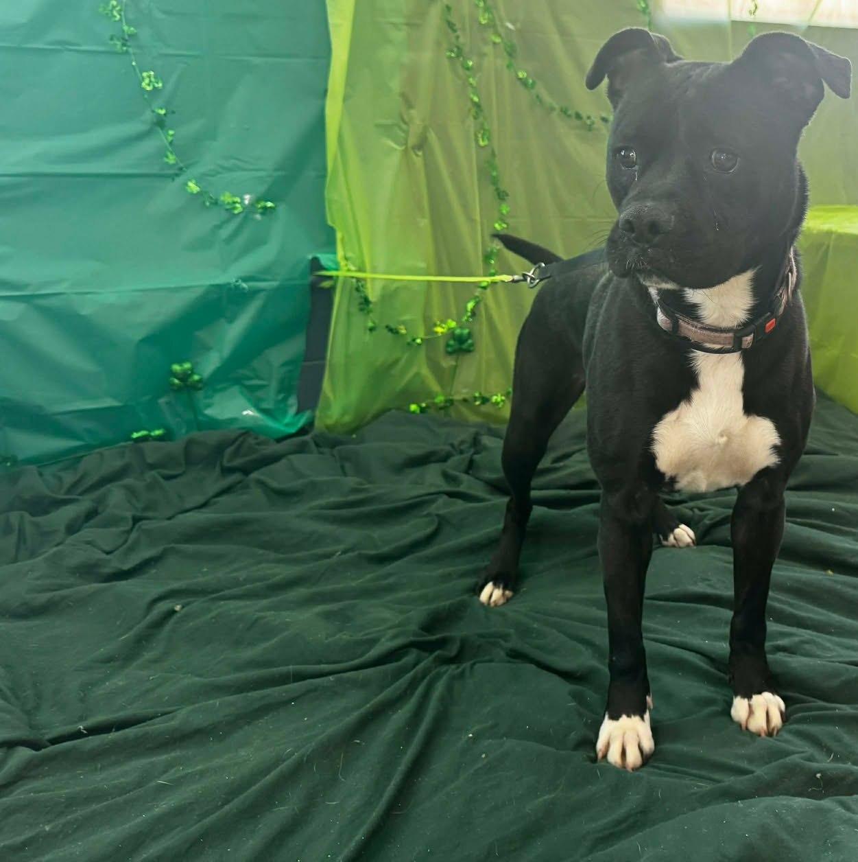 Enlarge maxxine, a ADOPTABLE mixed breed in MARION, IN image 2/5