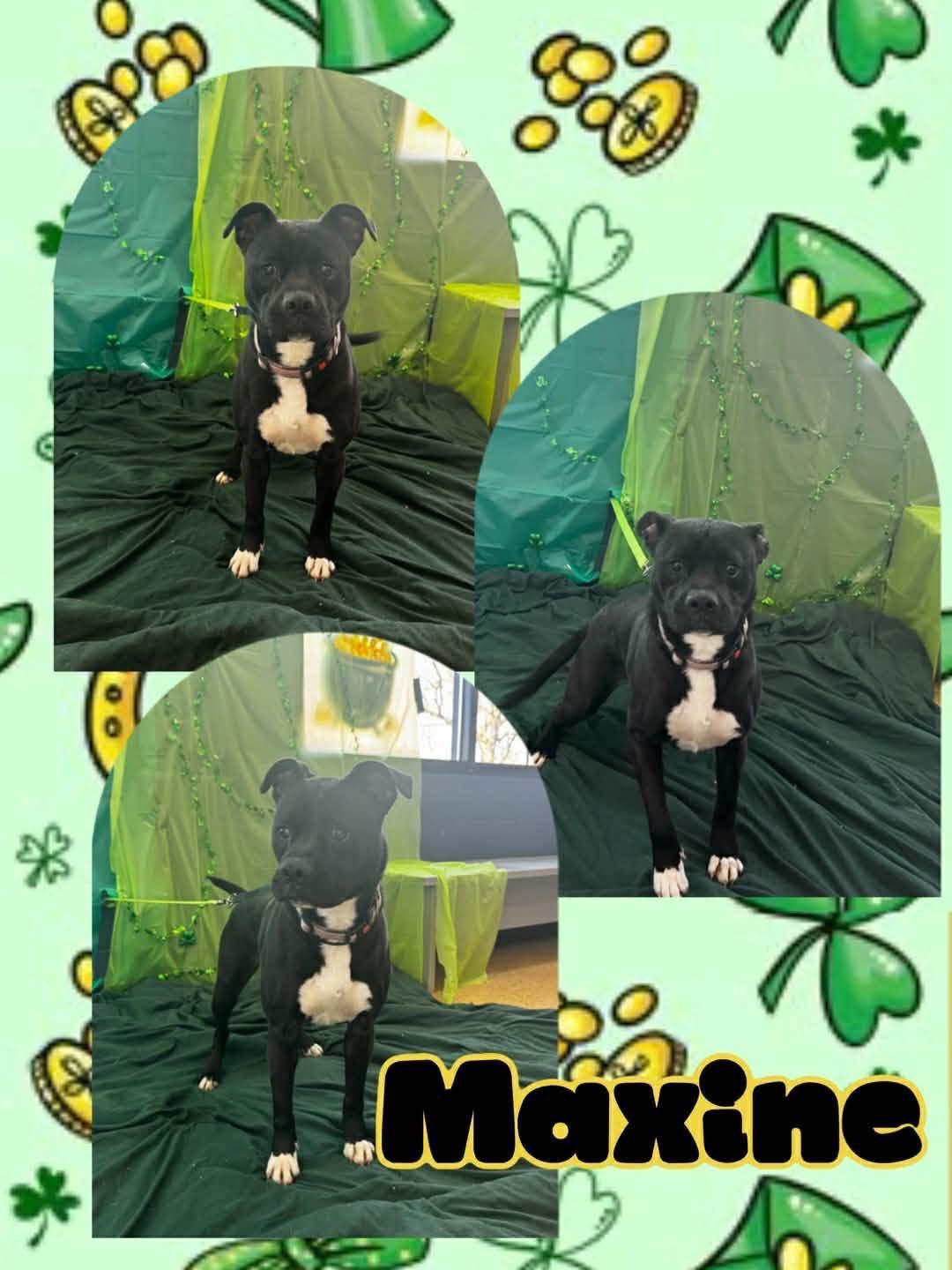 Enlarge maxxine, a ADOPTABLE mixed breed in MARION, IN image 4/5