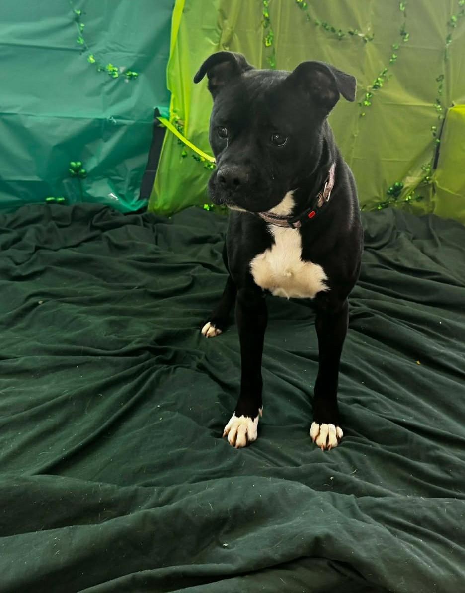 Enlarge maxxine, a ADOPTABLE mixed breed in MARION, IN image 5/5