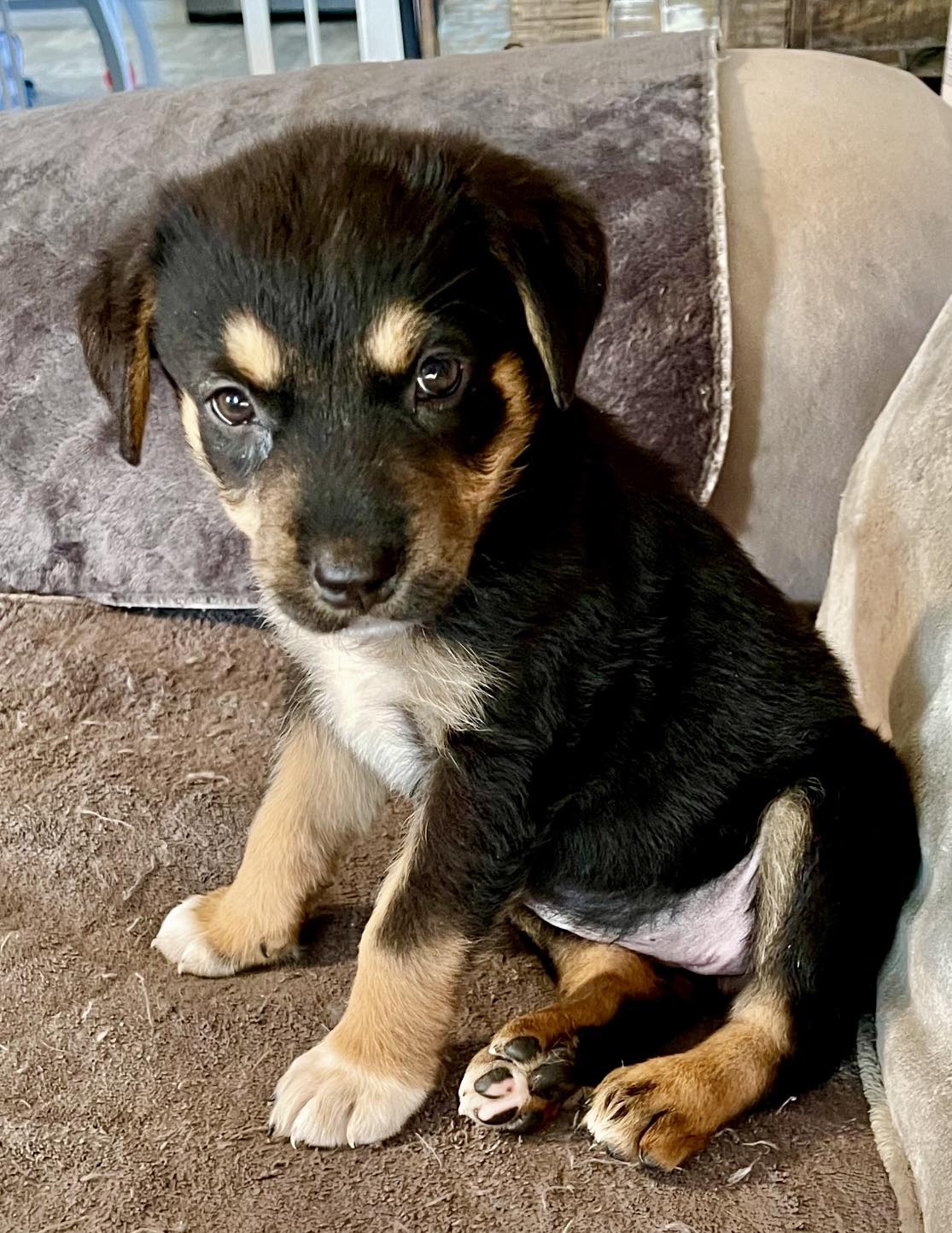 Enlarge Addie, a Adopted mixed breed in Harrodsburg, KY image 2/6