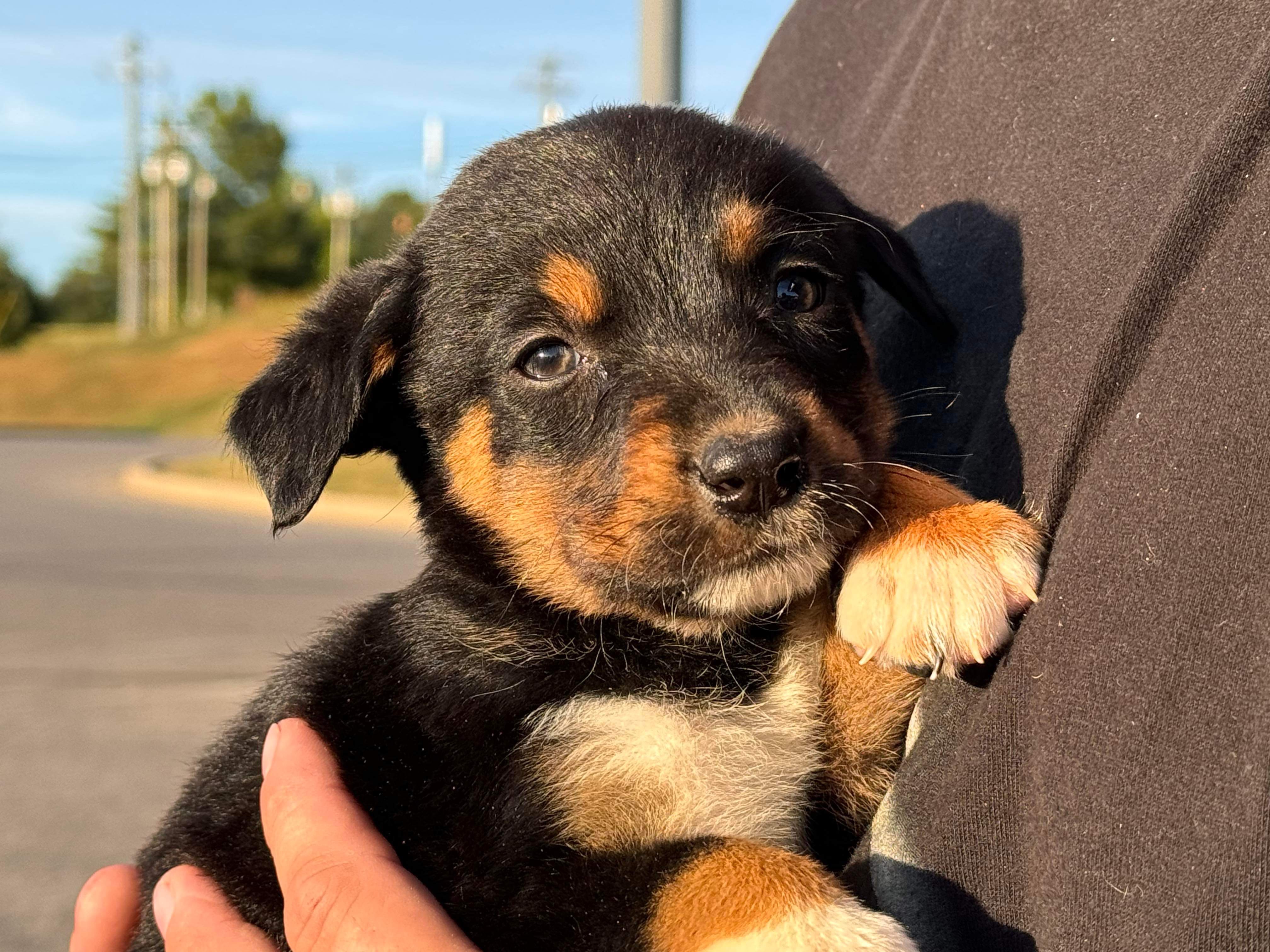 Enlarge Addie, a Adopted mixed breed in Harrodsburg, KY image 5/6