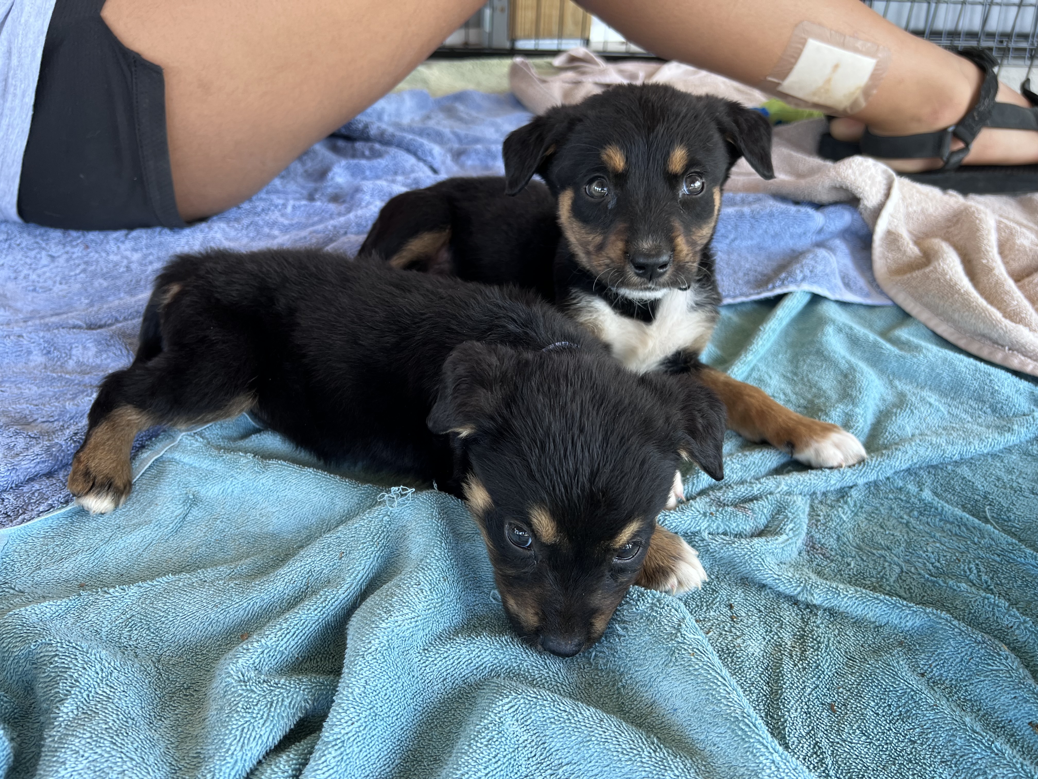 Enlarge Addie, a Adopted mixed breed in Harrodsburg, KY image 6/6