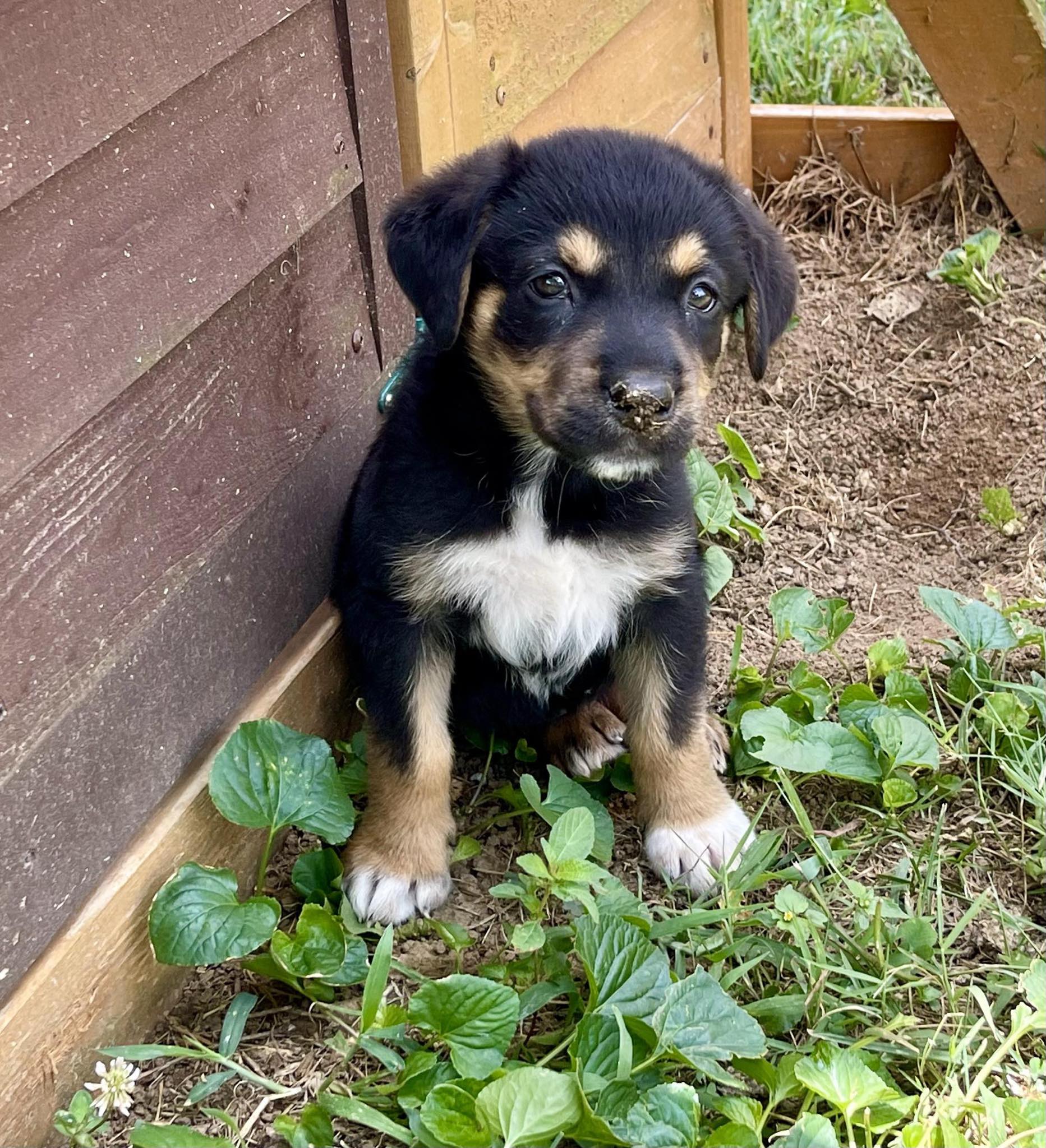 Enlarge Addie, a Adopted mixed breed in Harrodsburg, KY image 1/6
