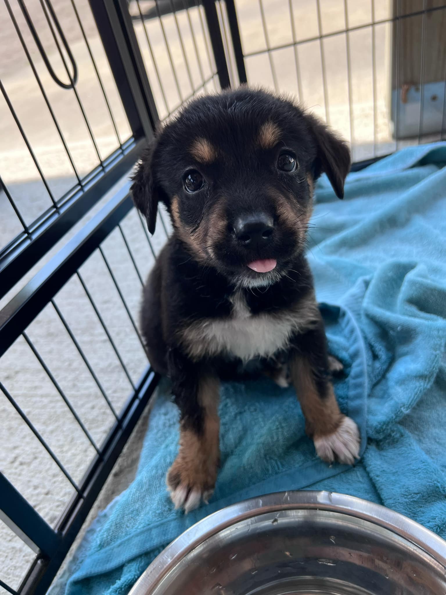 Enlarge Addie, a Adopted mixed breed in Harrodsburg, KY image 3/6