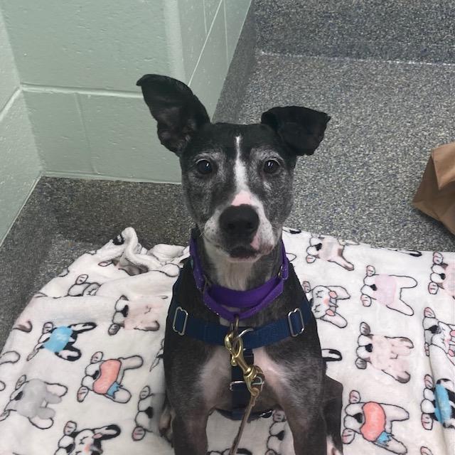 PIXIE, Adoptable, Senior Female Labrador Retriever.