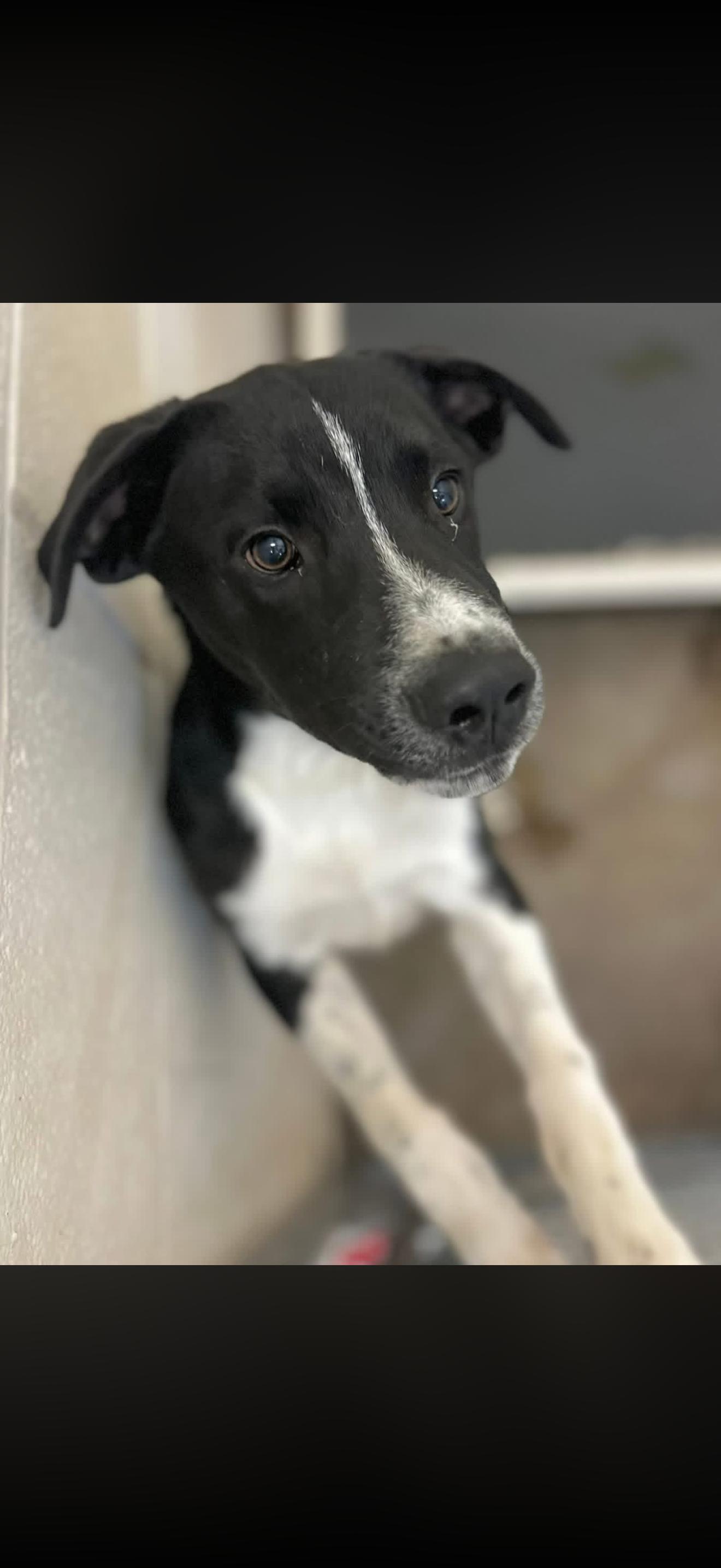 Enlarge Milky way, a ADOPTABLE mixed breed in Sherman, TX image 1/1