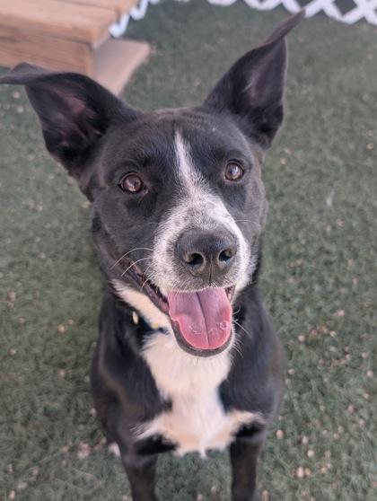 Brielle, Adoptable, Puppy Female Border Collie & Mixed Breed.