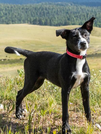 Enlarge Brielle, a Adoptable mixed breed in Divide, CO image 2/2