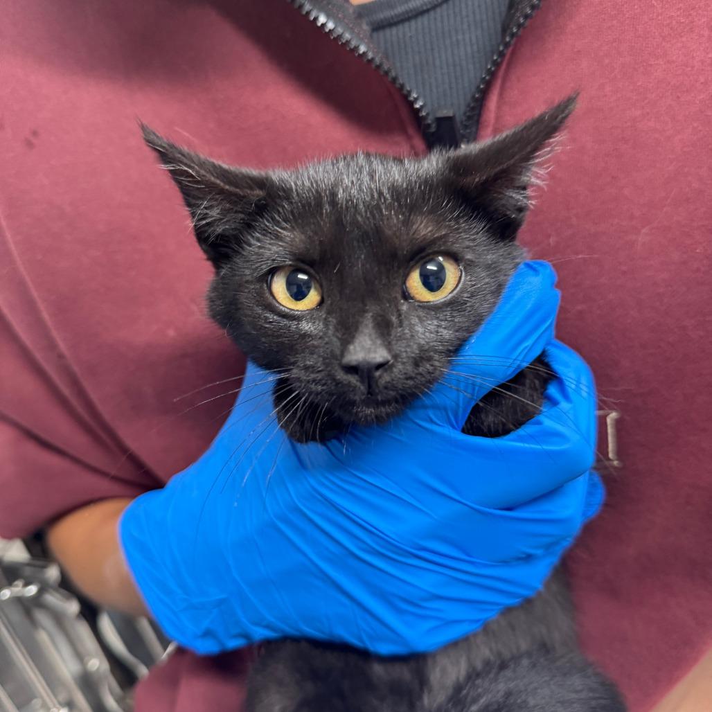 Nichola ARC2025-323, a Adoptable Domestic Short Hair in Akron, NY image 3/3