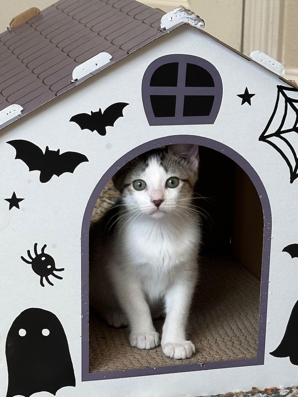 Peeves, Adoptable, Young Male Domestic Short Hair.