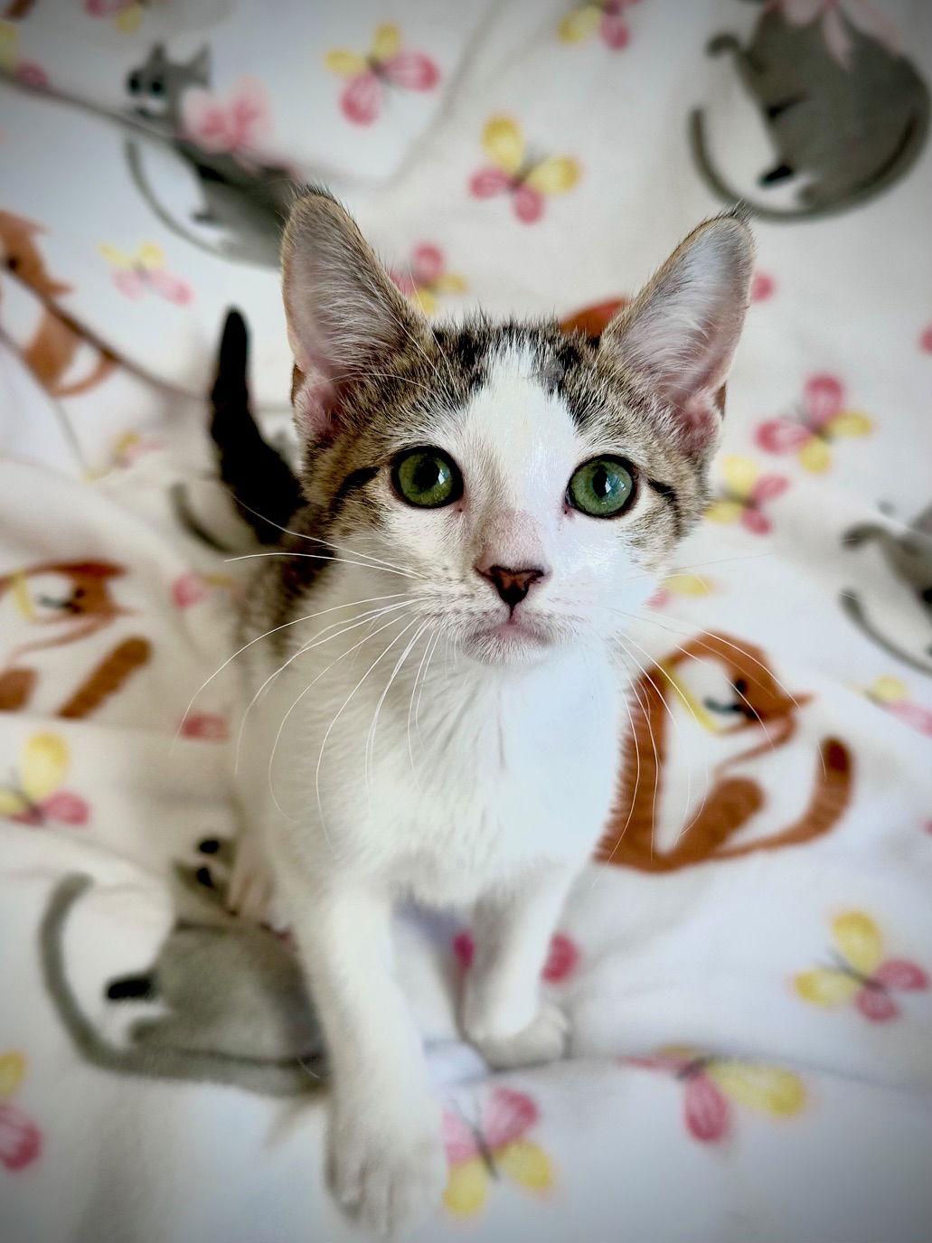 Enlarge Peeves, a Adoptable mixed breed in Prosper, TX image 2/3