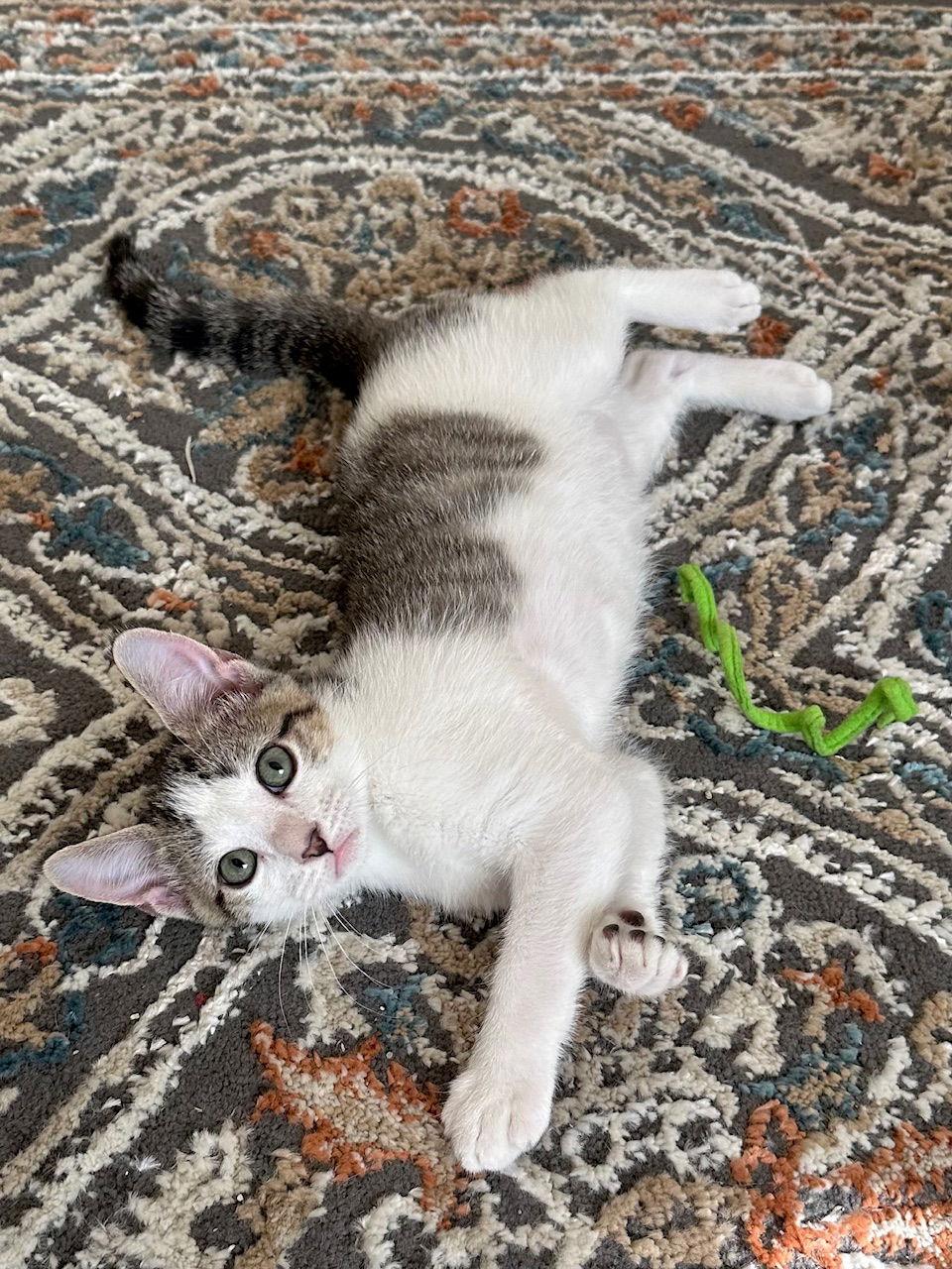 Enlarge Peeves, a Adoptable mixed breed in Prosper, TX image 3/3