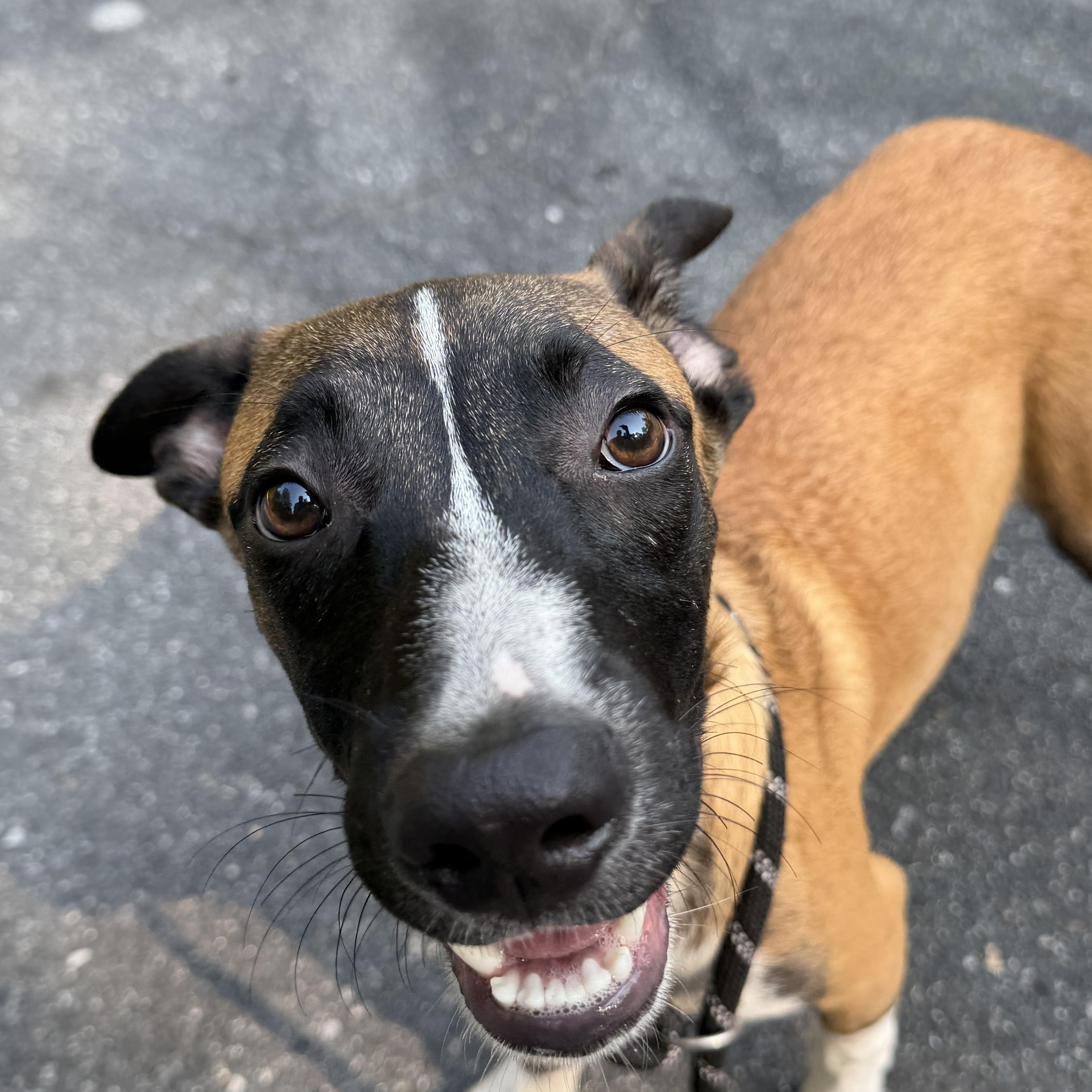 Enlarge Sebastian, a Adoptable mixed breed in Charlotte, NC image 3/6
