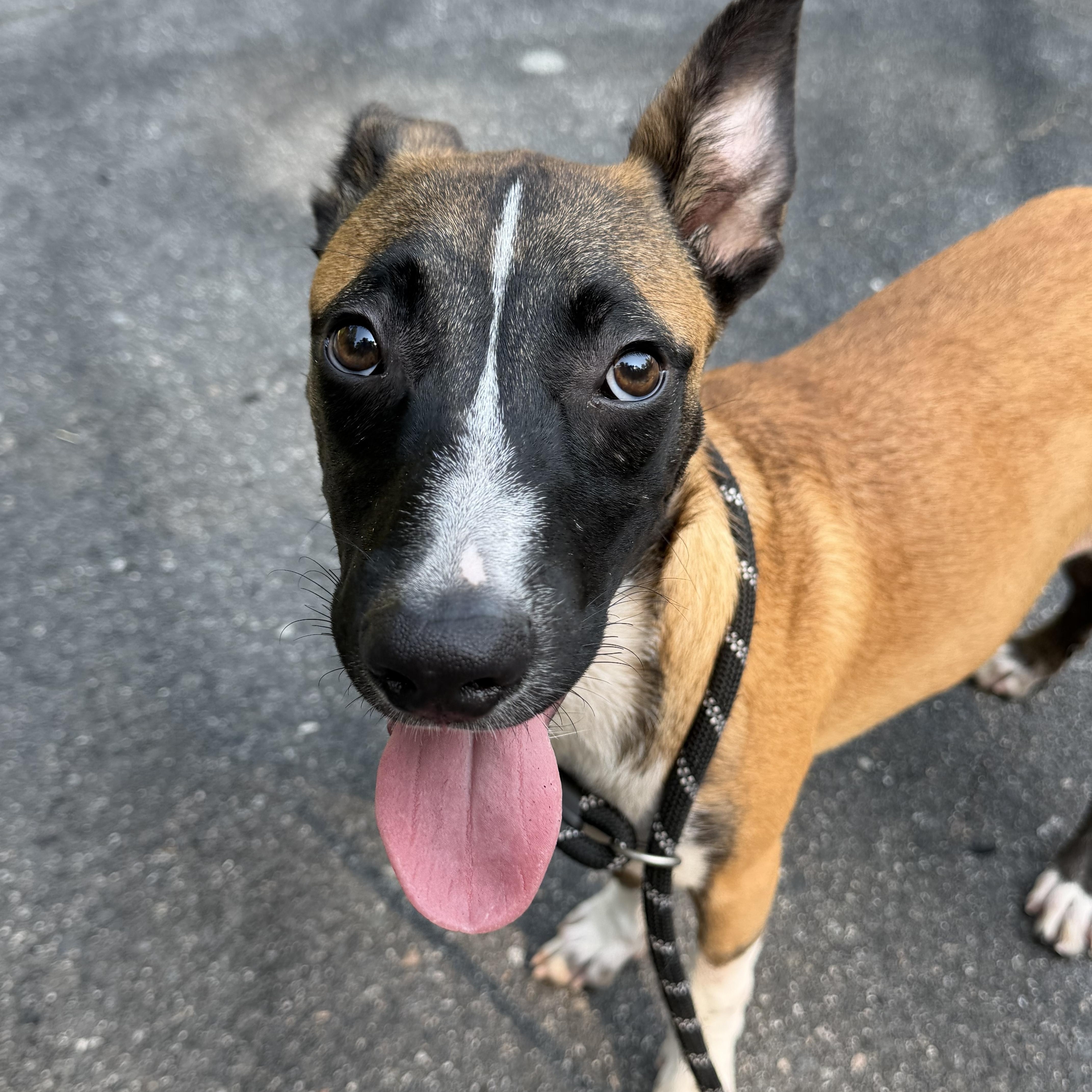 Enlarge Sebastian, a Adoptable mixed breed in Charlotte, NC image 2/6