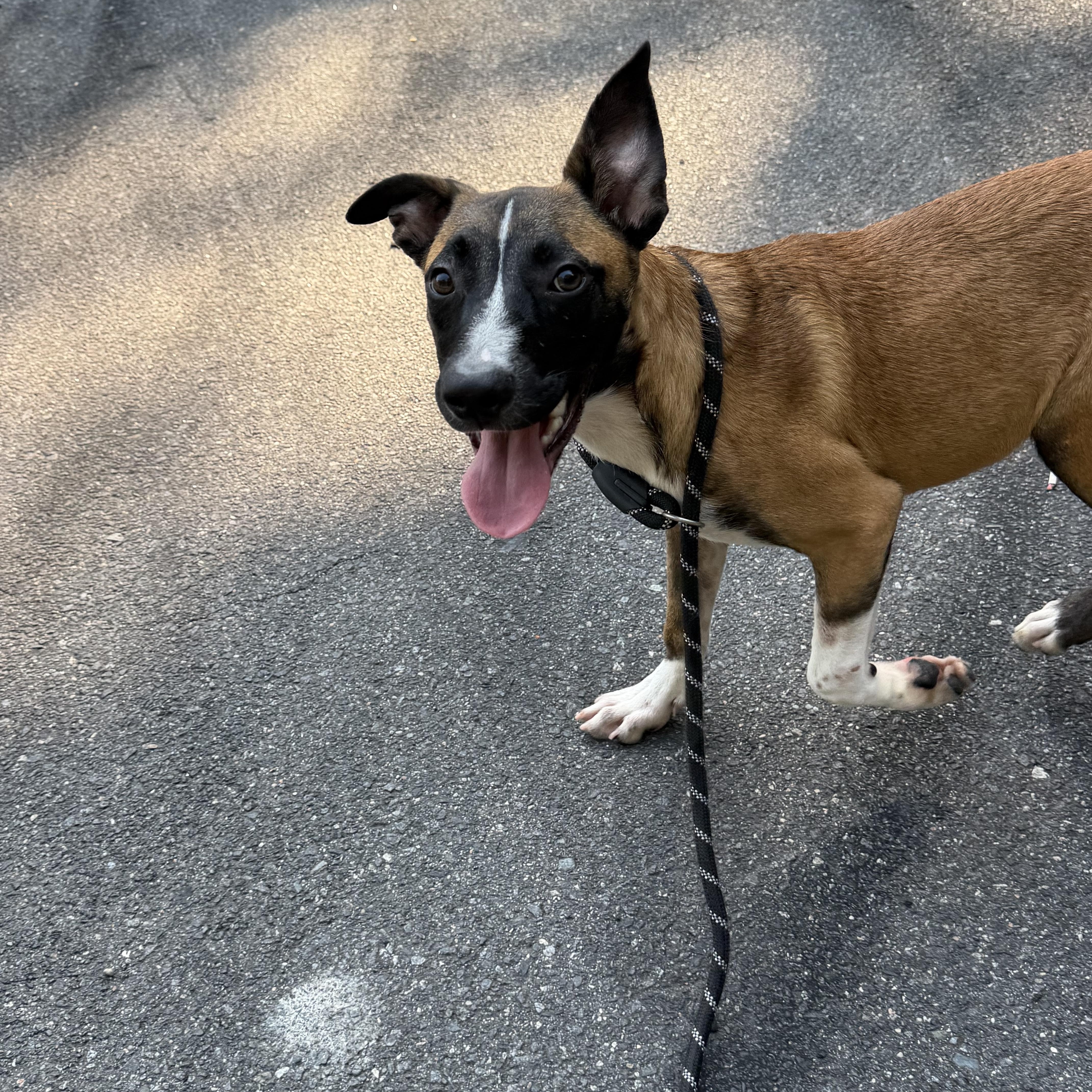 Enlarge Sebastian, a Adoptable mixed breed in Charlotte, NC image 4/6