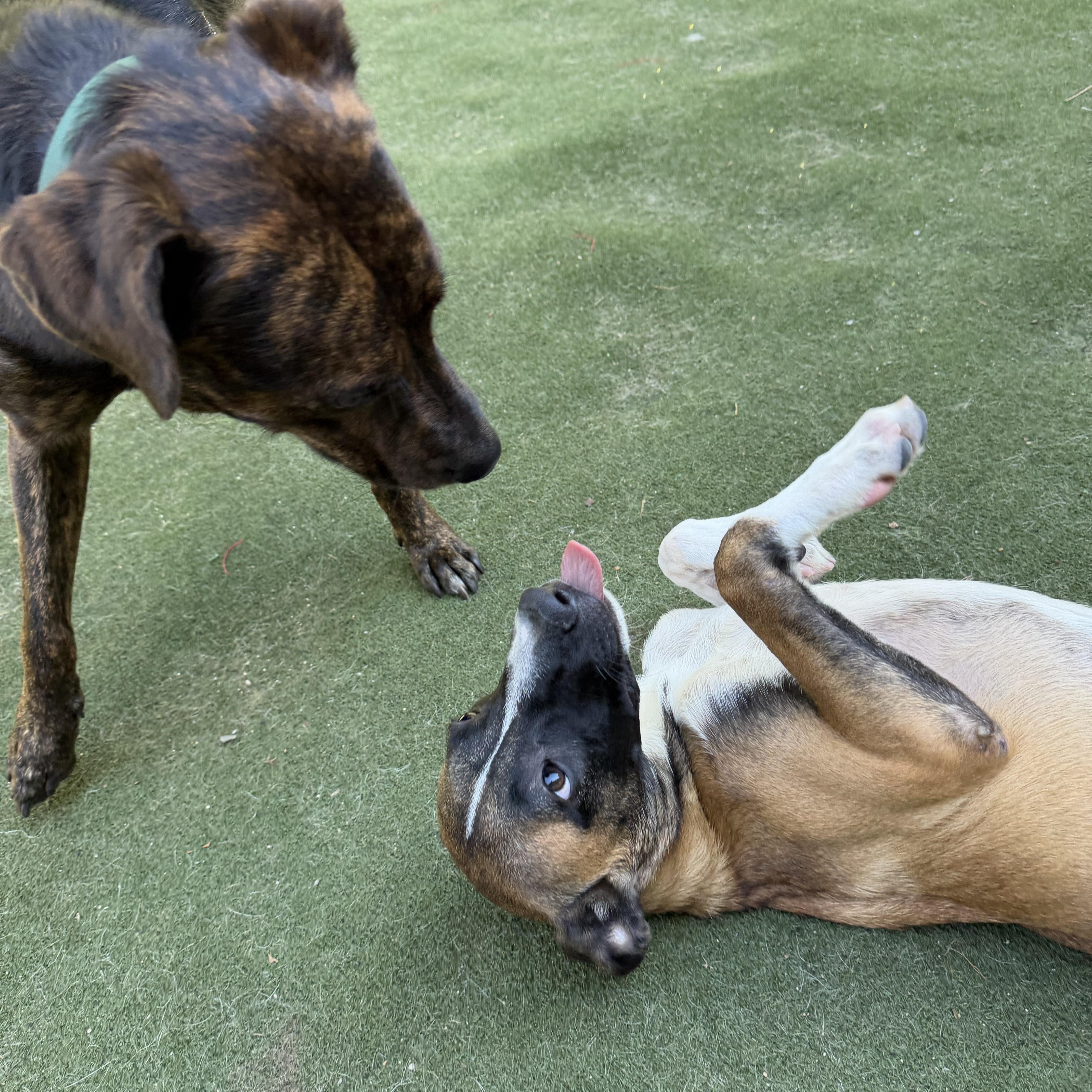 Enlarge Sebastian, a Adoptable mixed breed in Charlotte, NC image 6/6