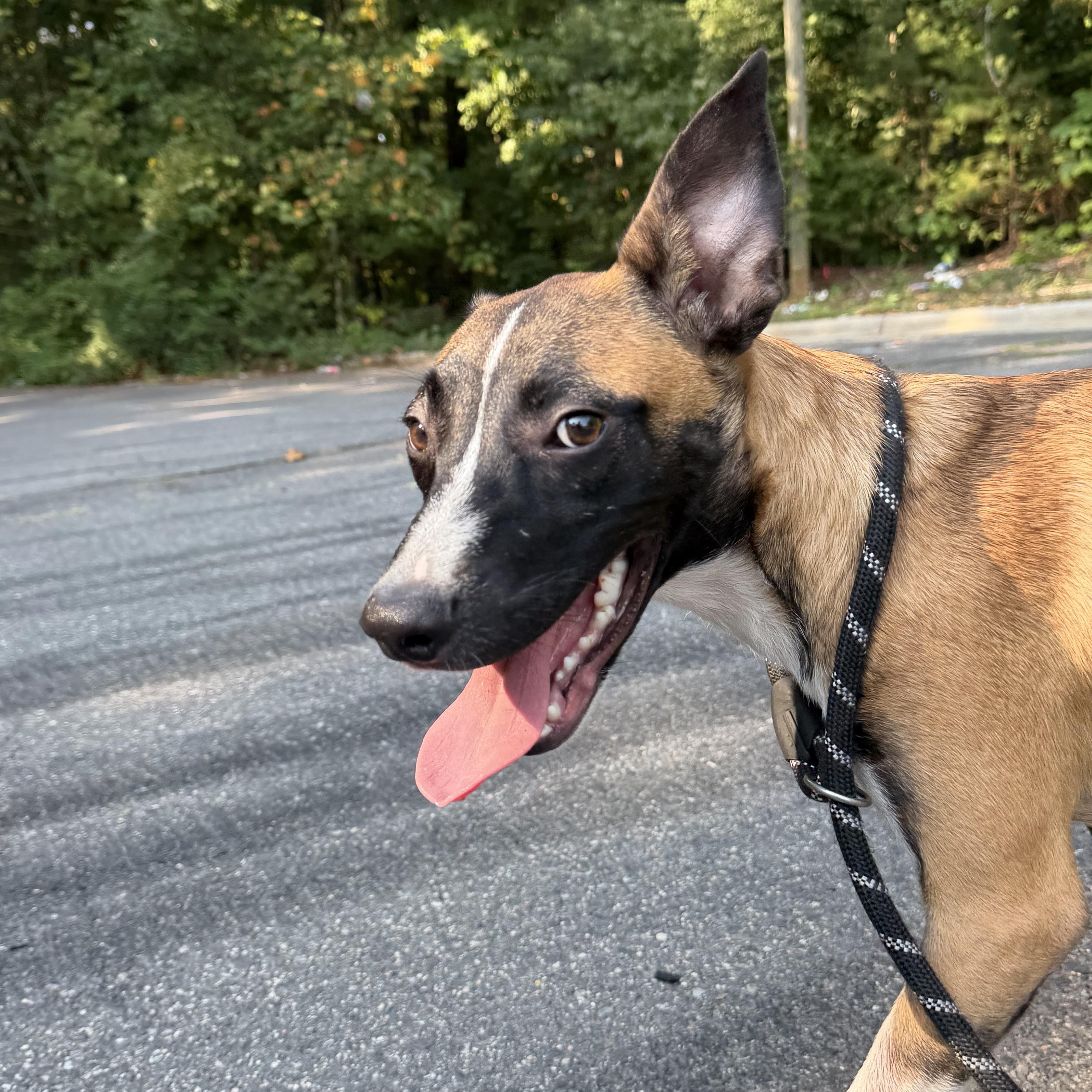 Sebastian, Adoptable, Puppy Male Belgian Shepherd / Malinois.