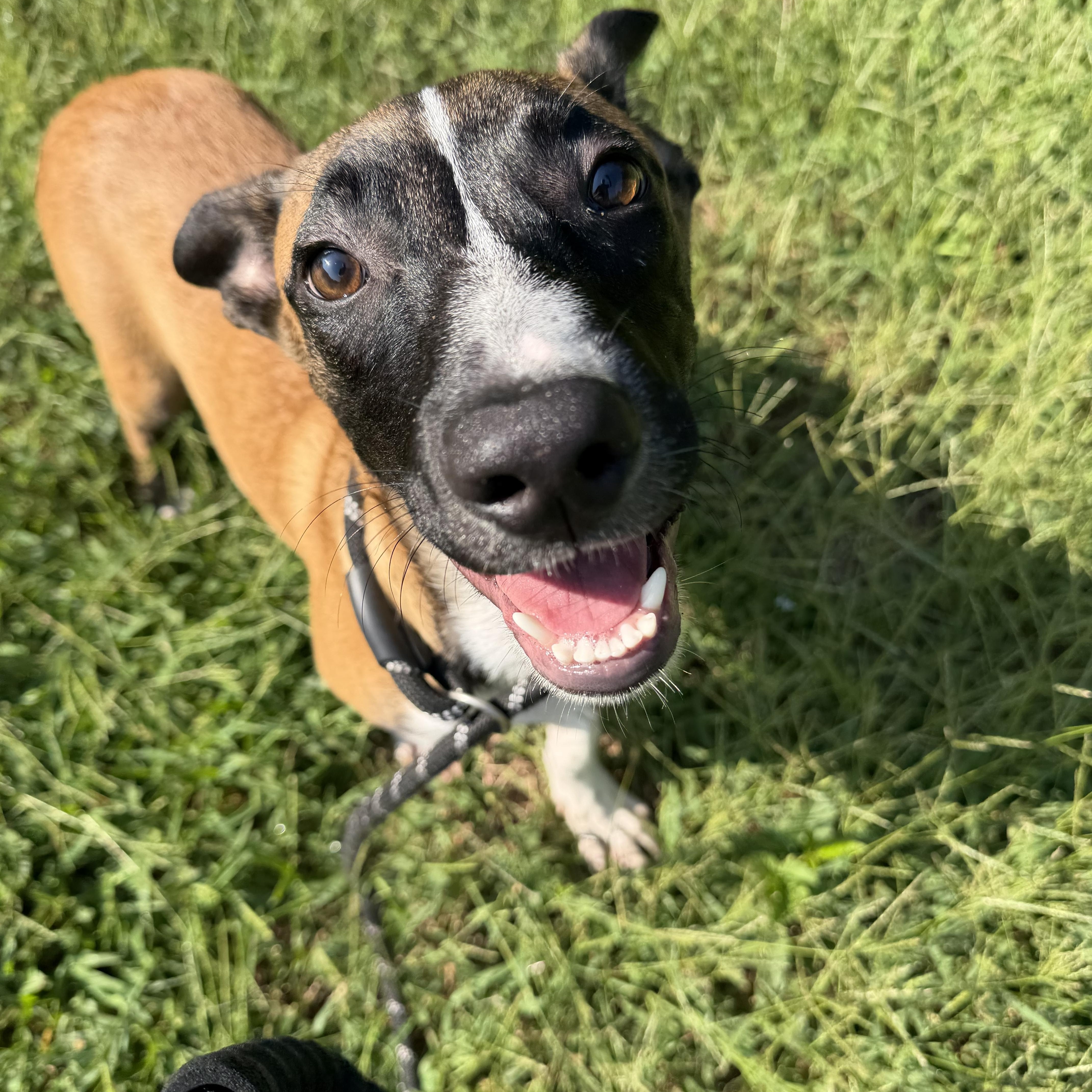 Enlarge Sebastian, a Adoptable mixed breed in Charlotte, NC image 5/6