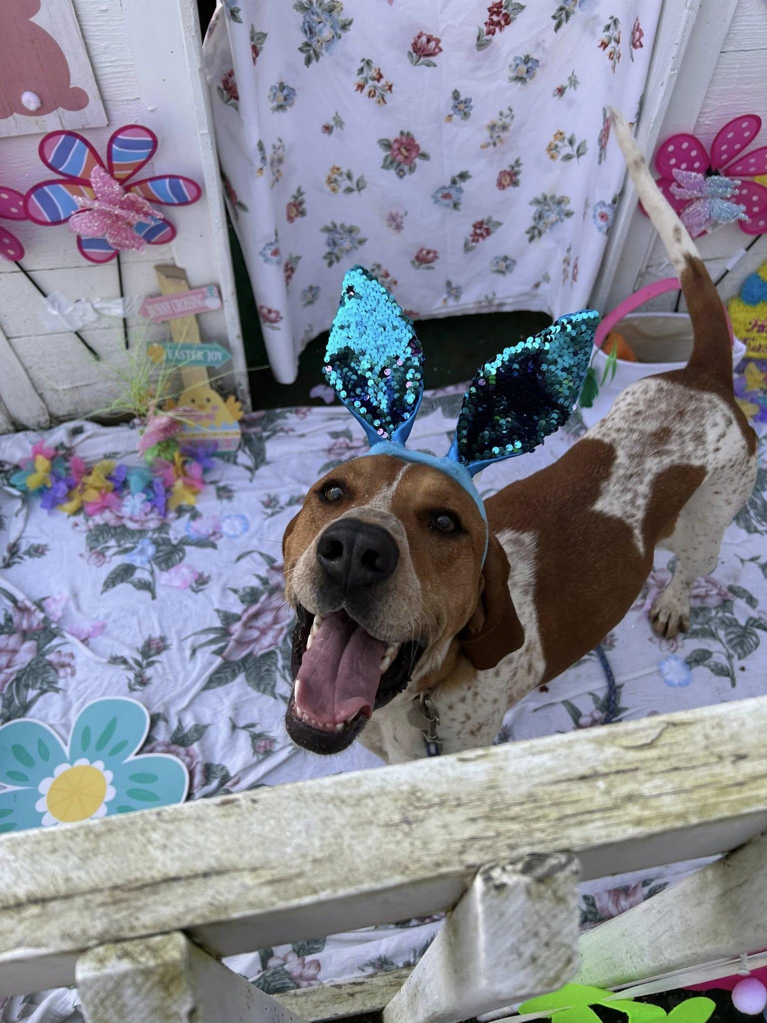 Bama, an adoptable English Coonhound in Bryson City, NC, 28713 | Photo Image 3