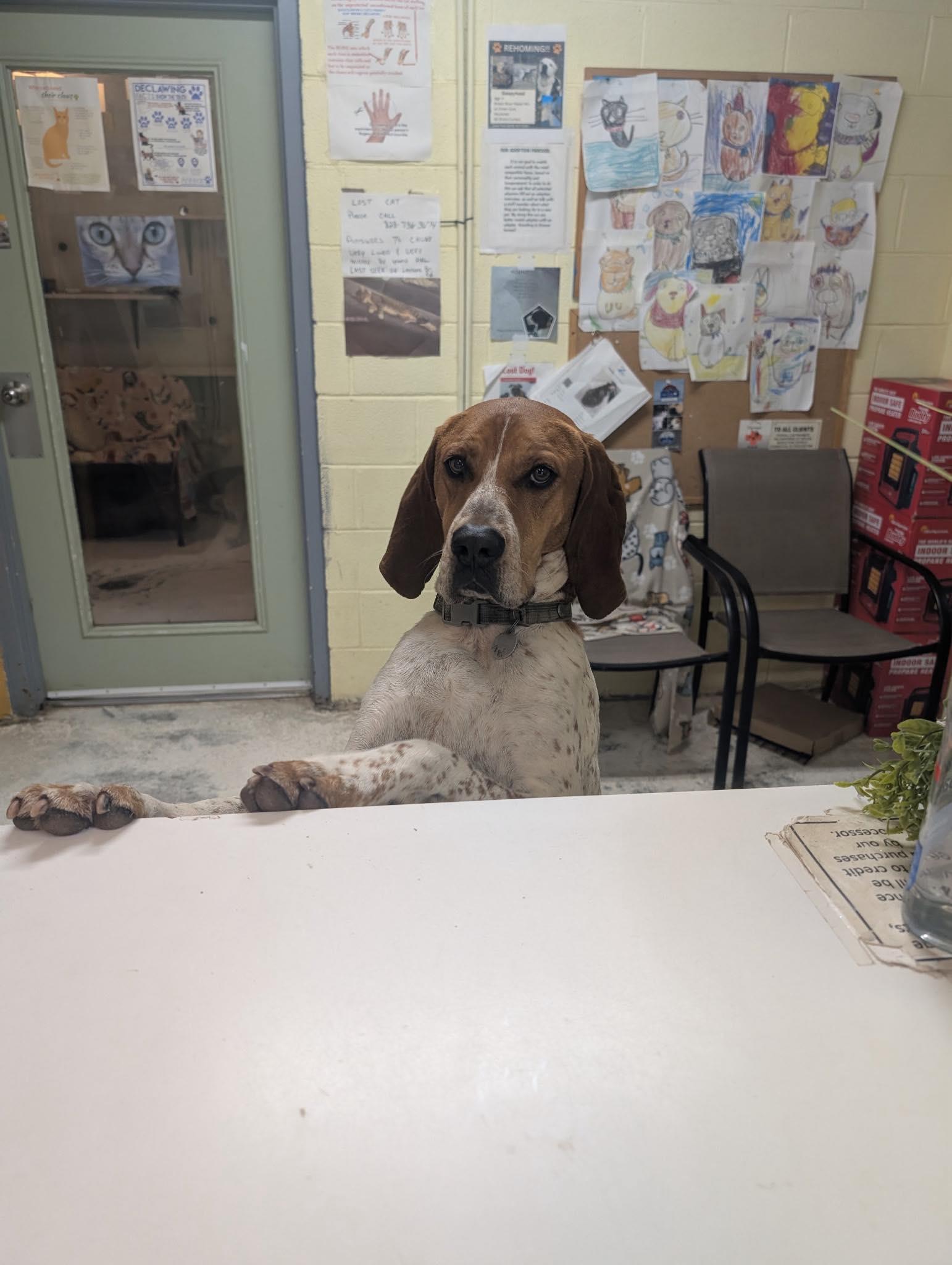 Bama, Adult Male English Coonhound