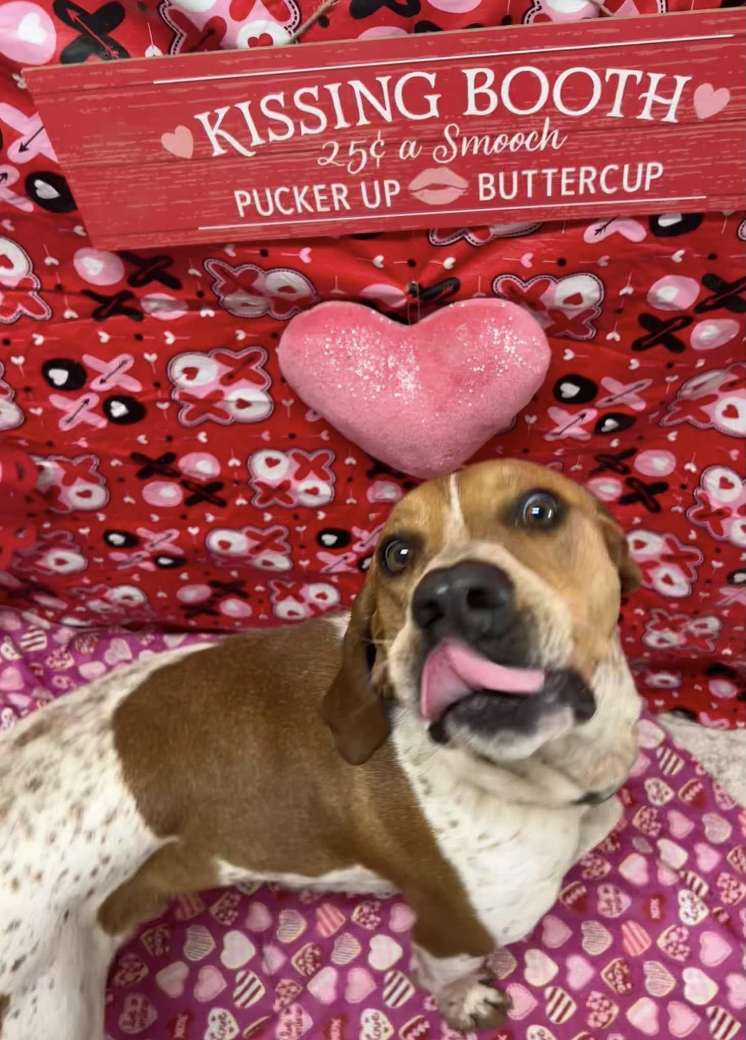 Bama, a Adoptable mixed breed in Bryson City, NC image 5/6