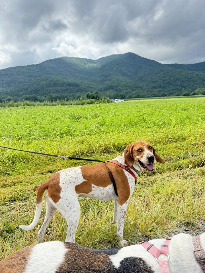 Bama, an adoptable English Coonhound in Bryson City, NC, 28713 | Photo Image 2