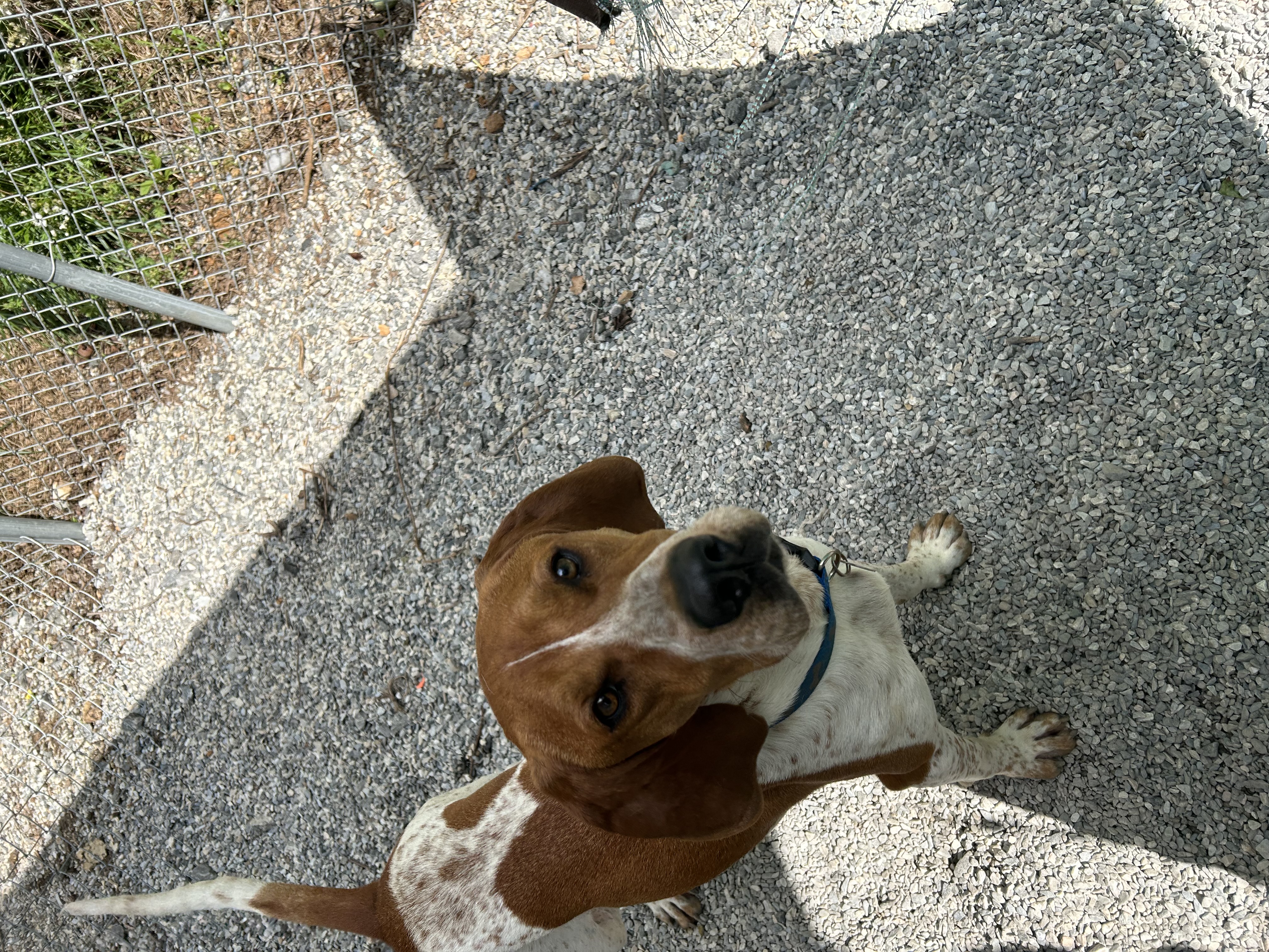Bama, a Adoptable mixed breed in Bryson City, NC image 6/6