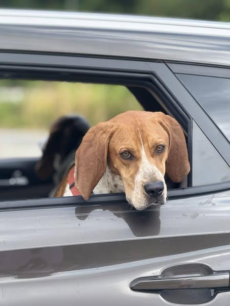 Bama, Adoptable, Adult Male English Coonhound.
