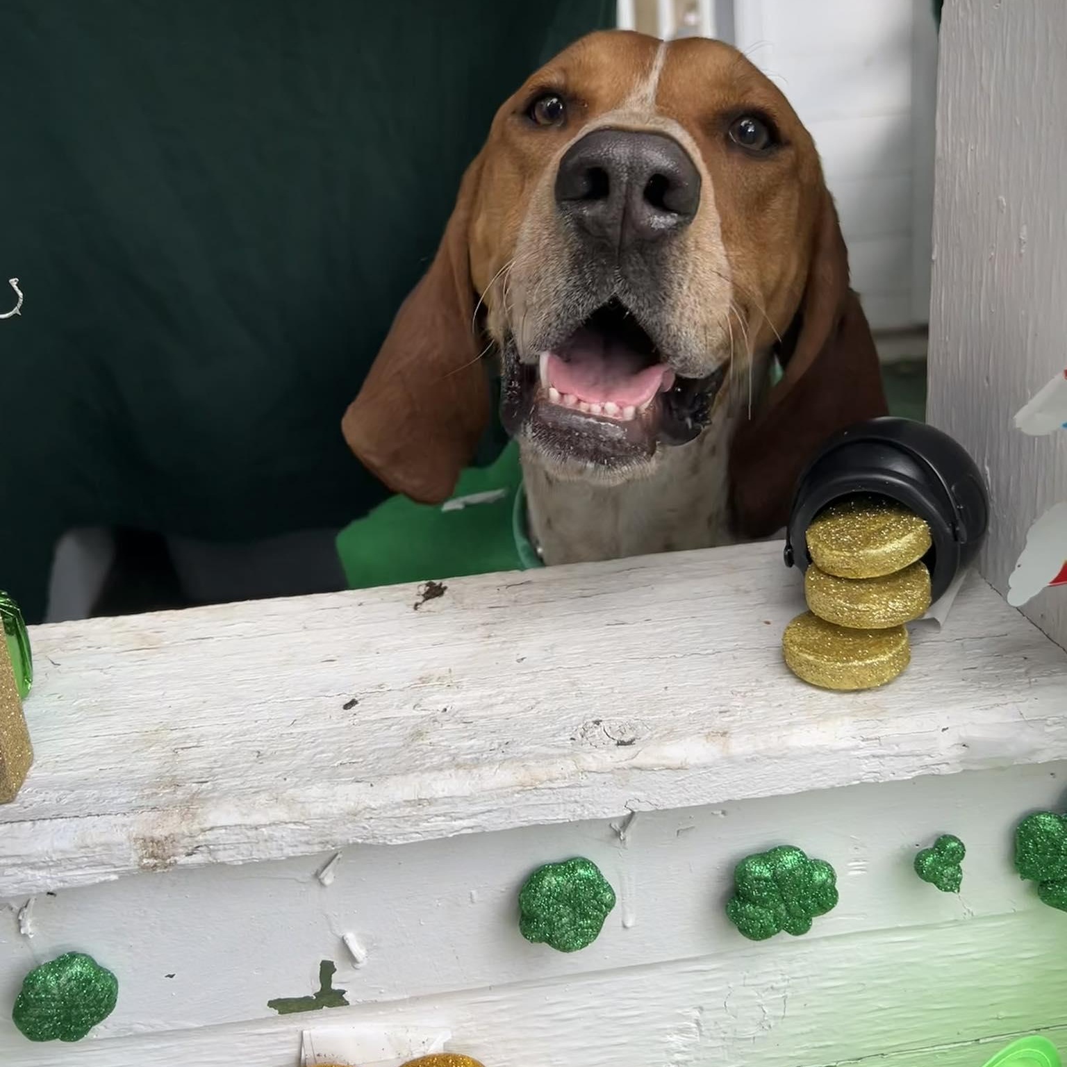 Bama, an adoptable English Coonhound in Bryson City, NC, 28713 | Photo Image 5