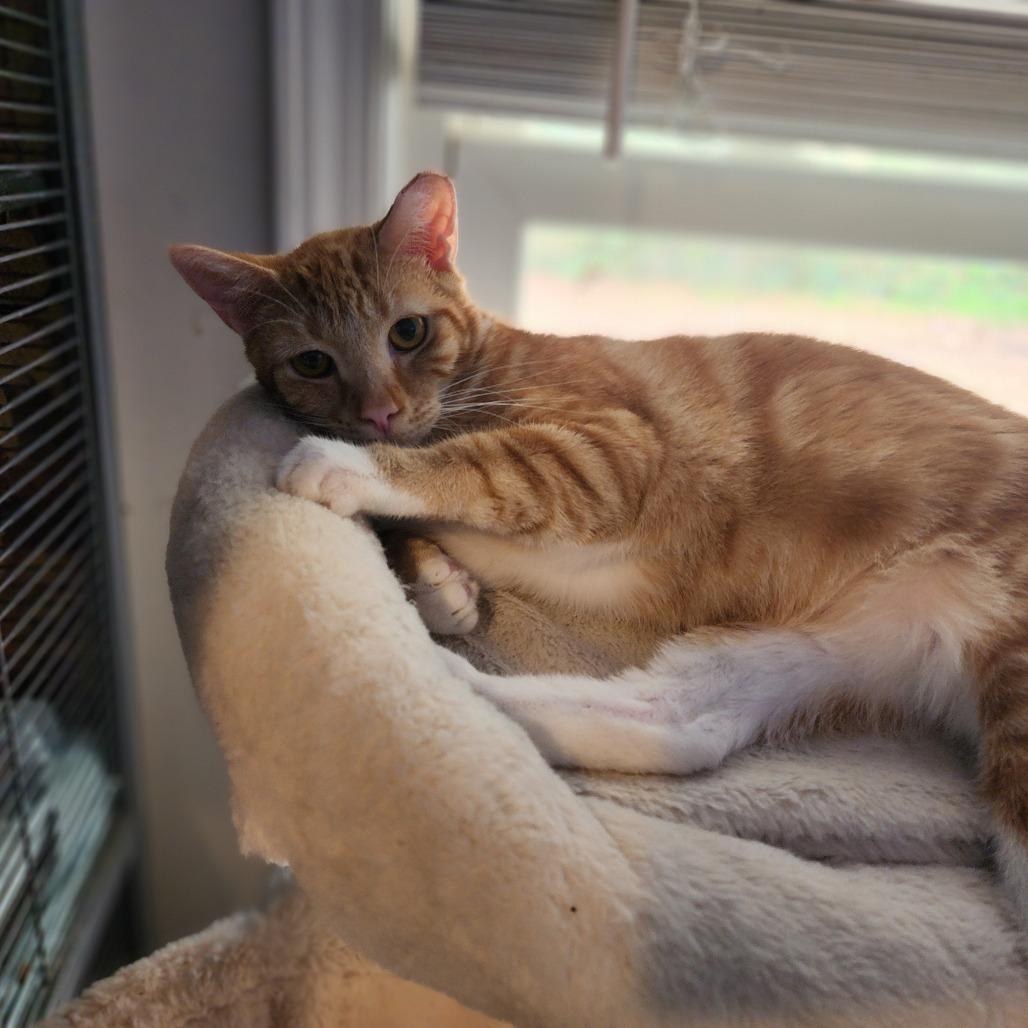 Enlarge Tinker, a Adoptable Domestic Short Hair in Greenville, NC image 1/1