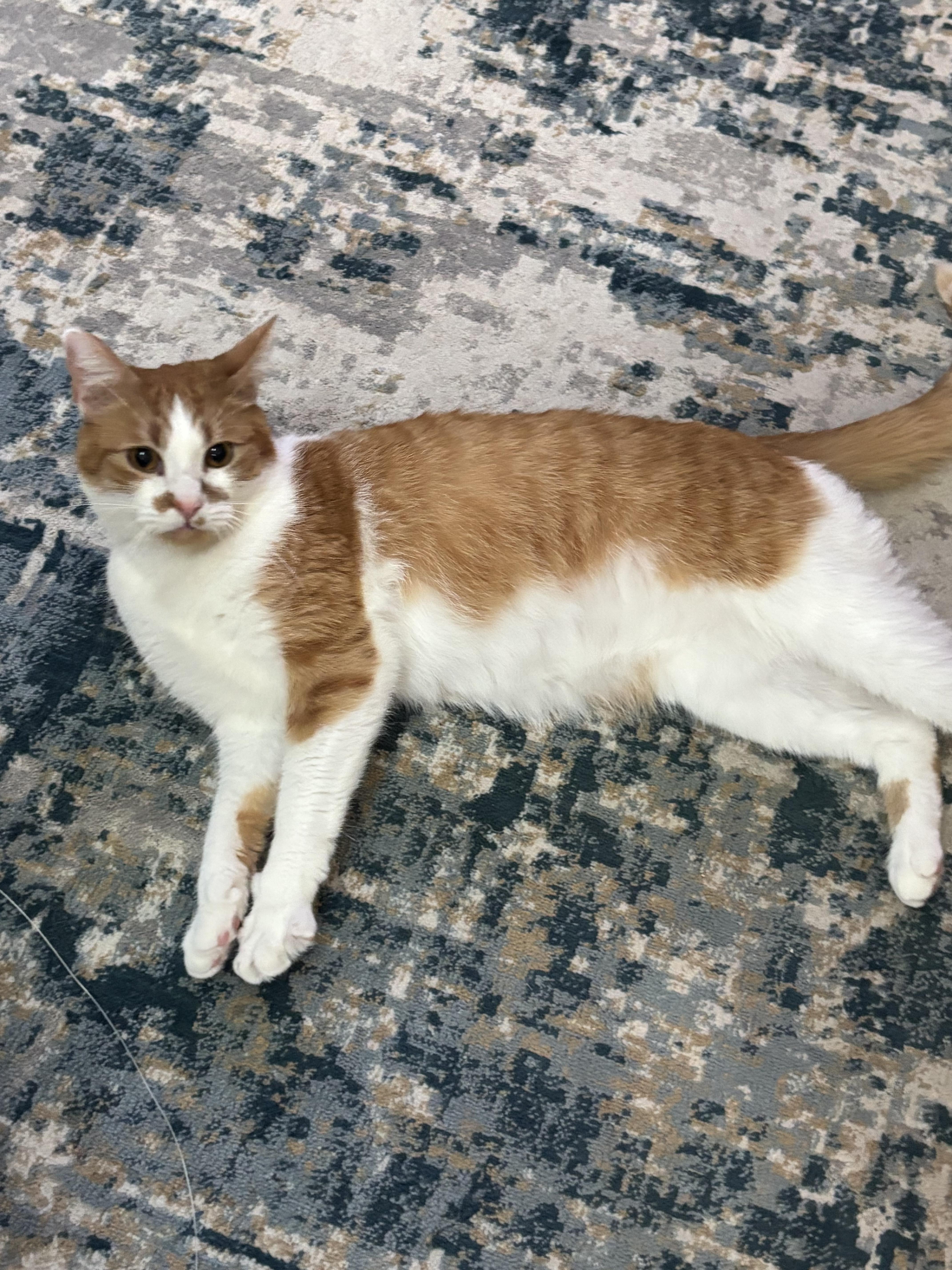 Rocket, a Adoptable Domestic Short Hair in Fairfax Station, VA image 4/4
