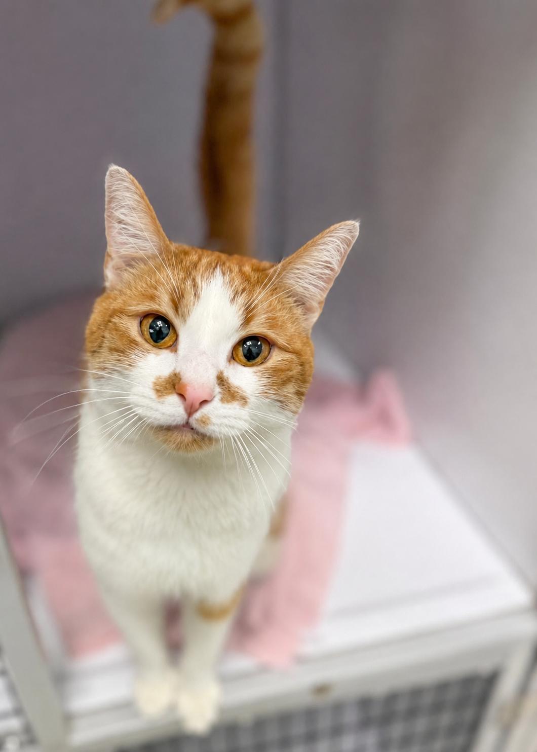 Rocket, Adoptable, Adult Male Domestic Short Hair.