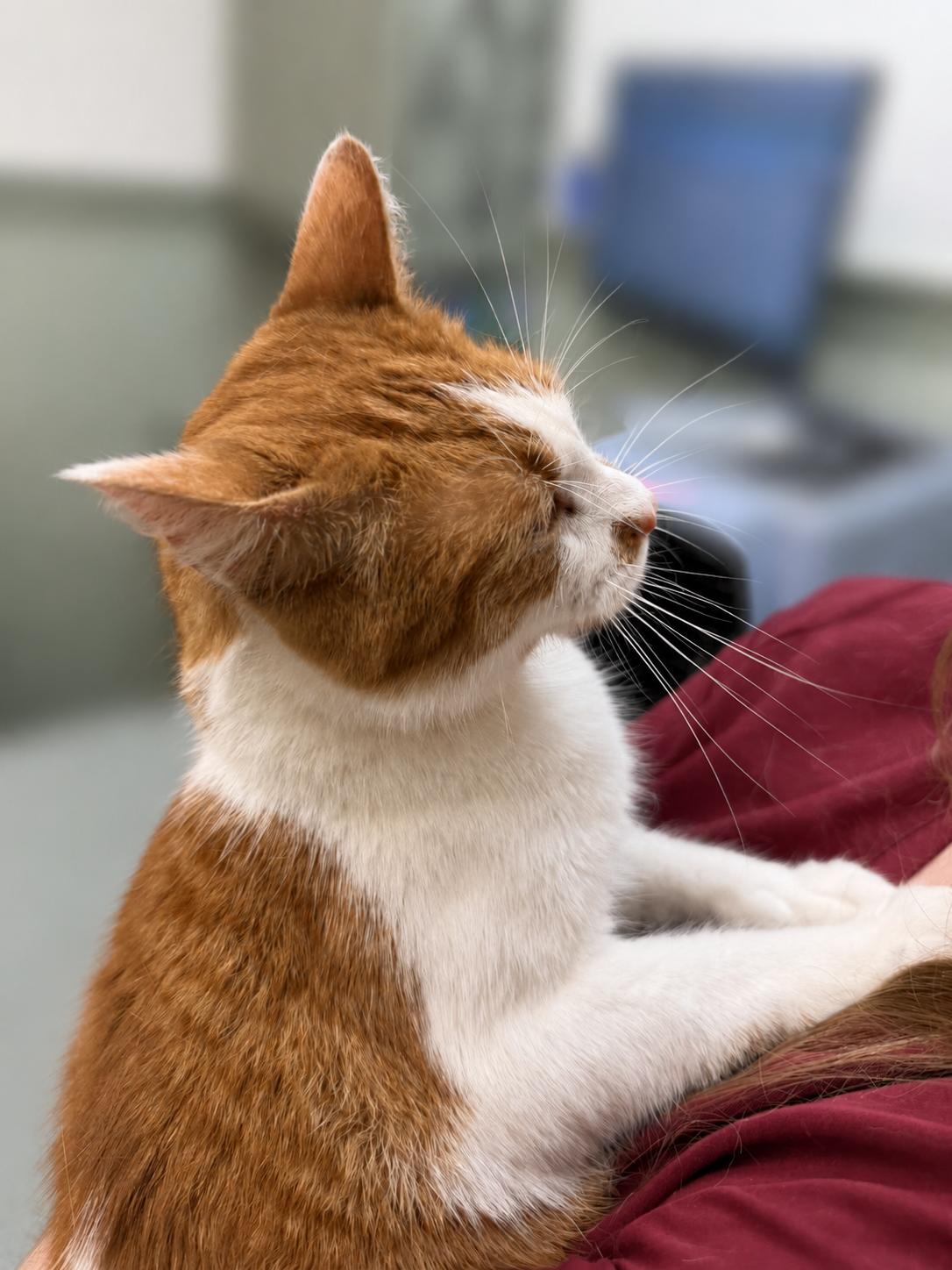 Rocket, a Adoptable Domestic Short Hair in Fairfax Station, VA image 3/3