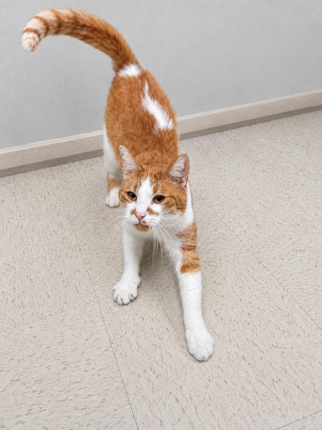 Rocket, a Adoptable Domestic Short Hair in Fairfax Station, VA image 2/3