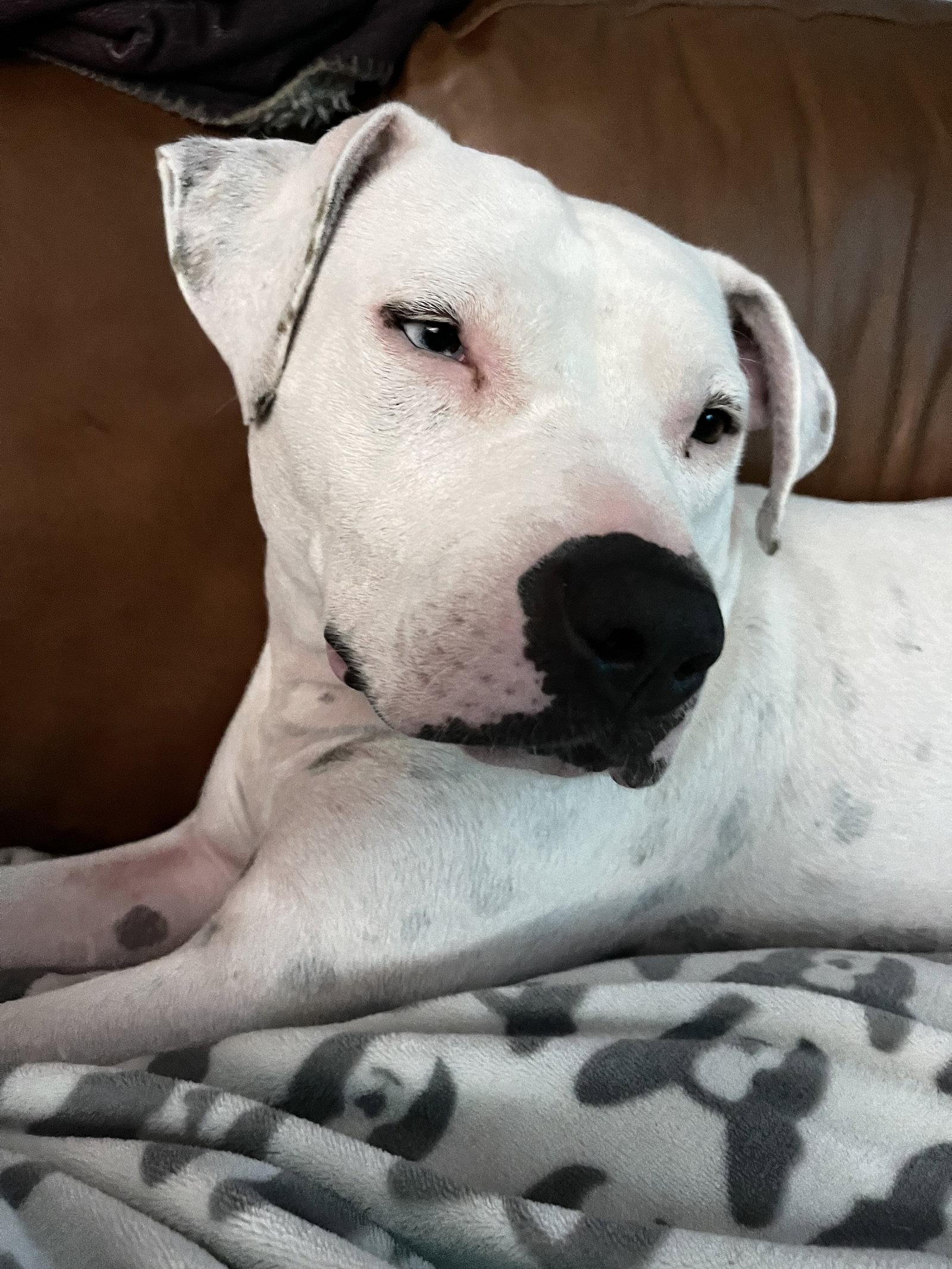 Vespa, a Adoptable mixed breed in Hillsboro, NH image 1/3