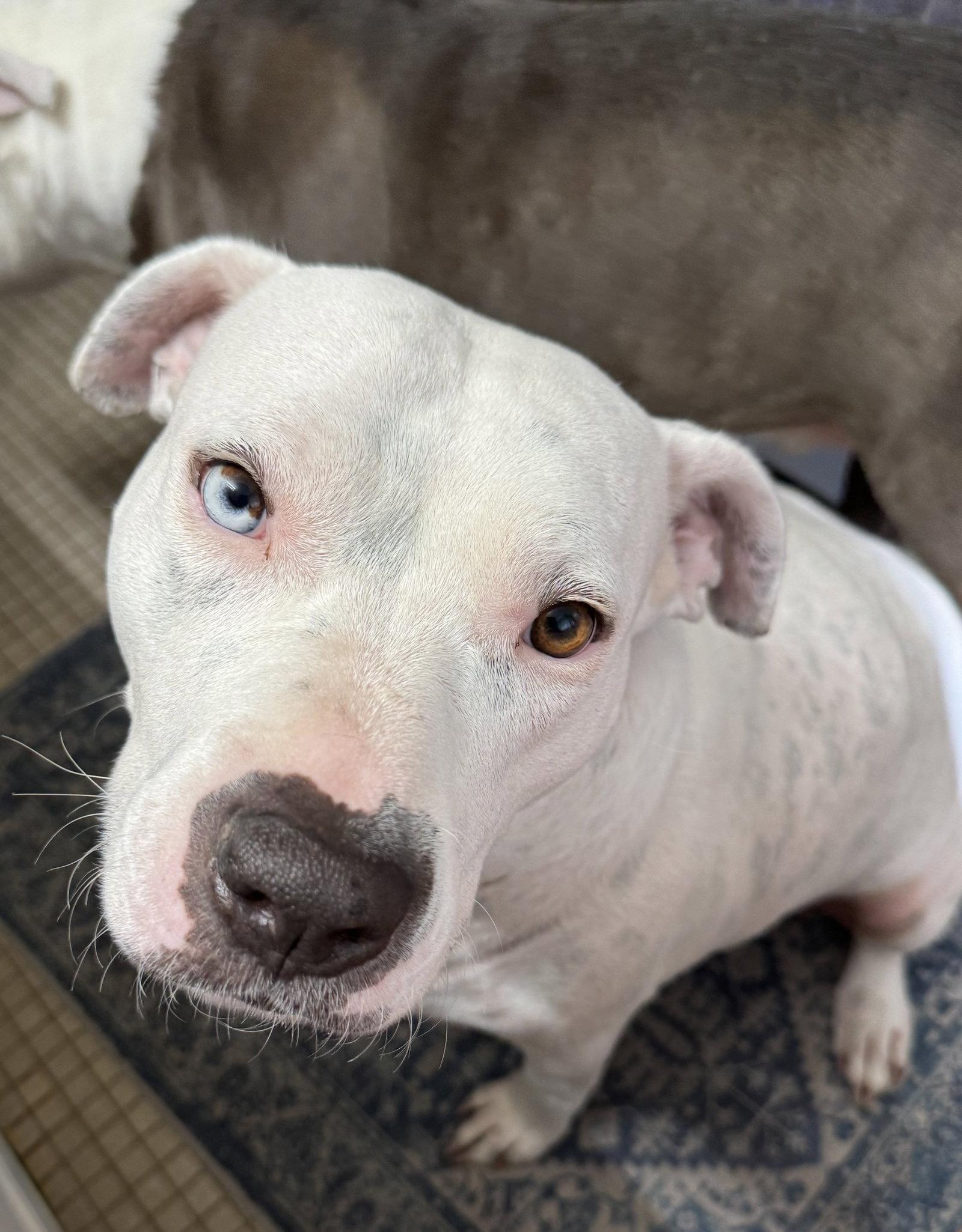 Vespa, a Adoptable mixed breed in Hillsboro, NH image 2/3