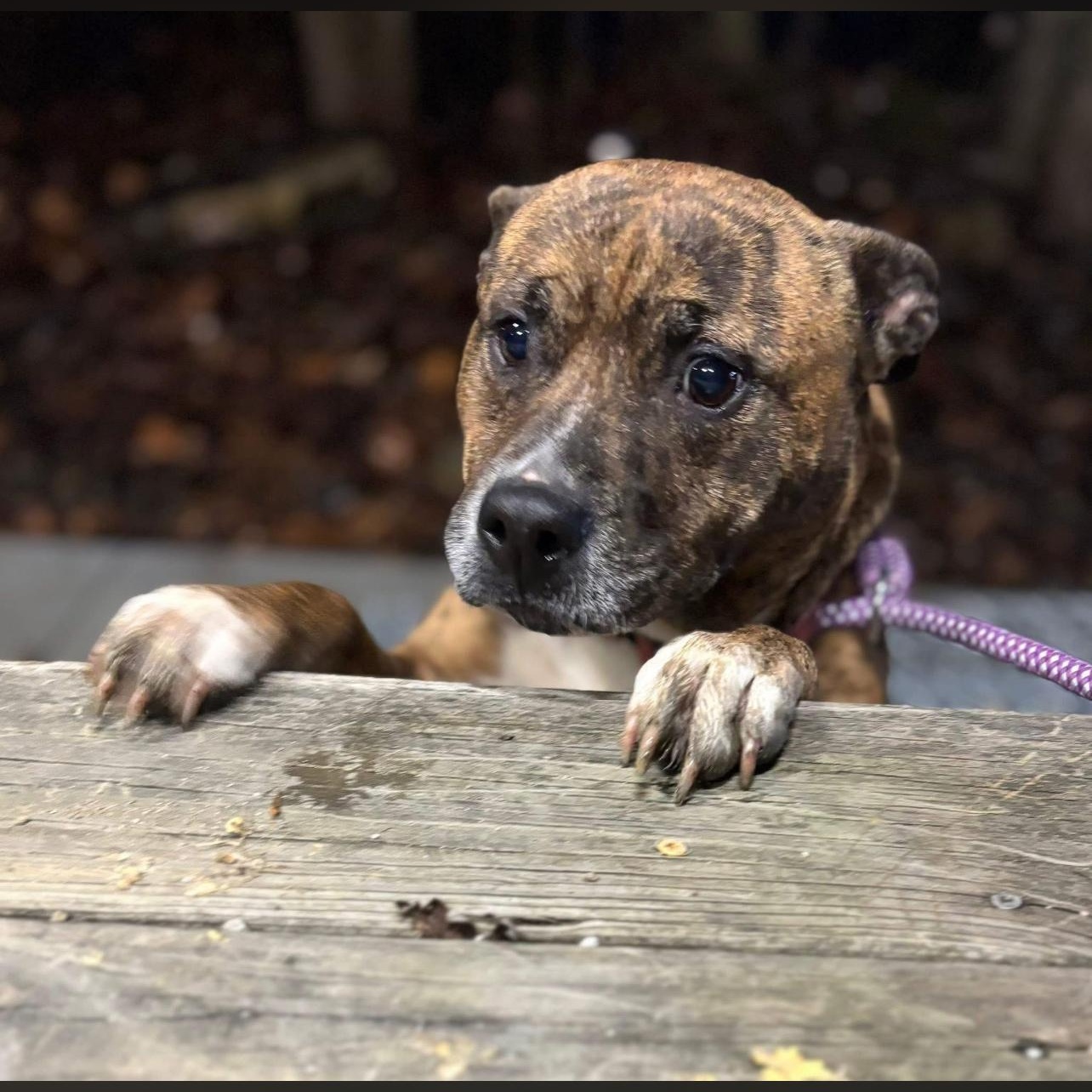 Enlarge Simone (2), a Adoptable mixed breed in Warren, OH image 2/2