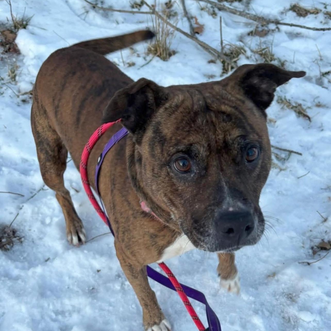 Enlarge Simone (2), a Adoptable mixed breed in Warren, OH image 1/2