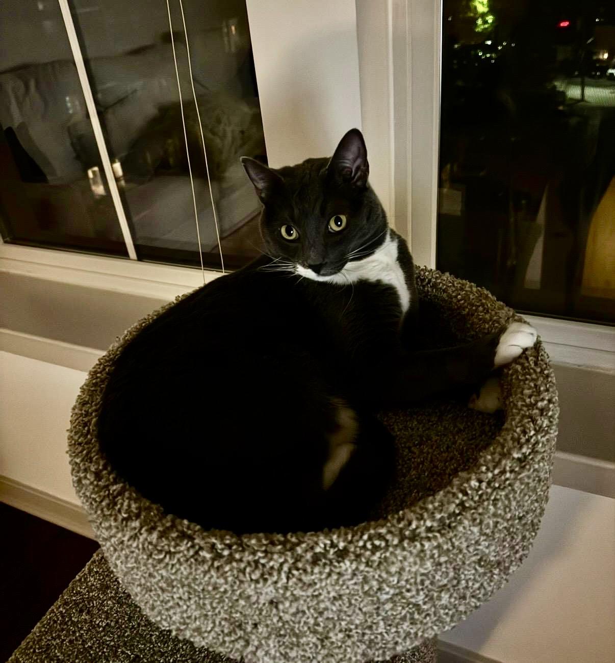 HALA, a ADOPTABLE Tuxedo in Churchville, PA image 3/4