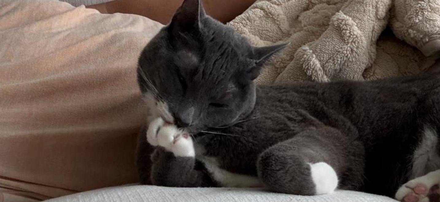 HALA, ADOPTABLE, Adult Female Tuxedo.