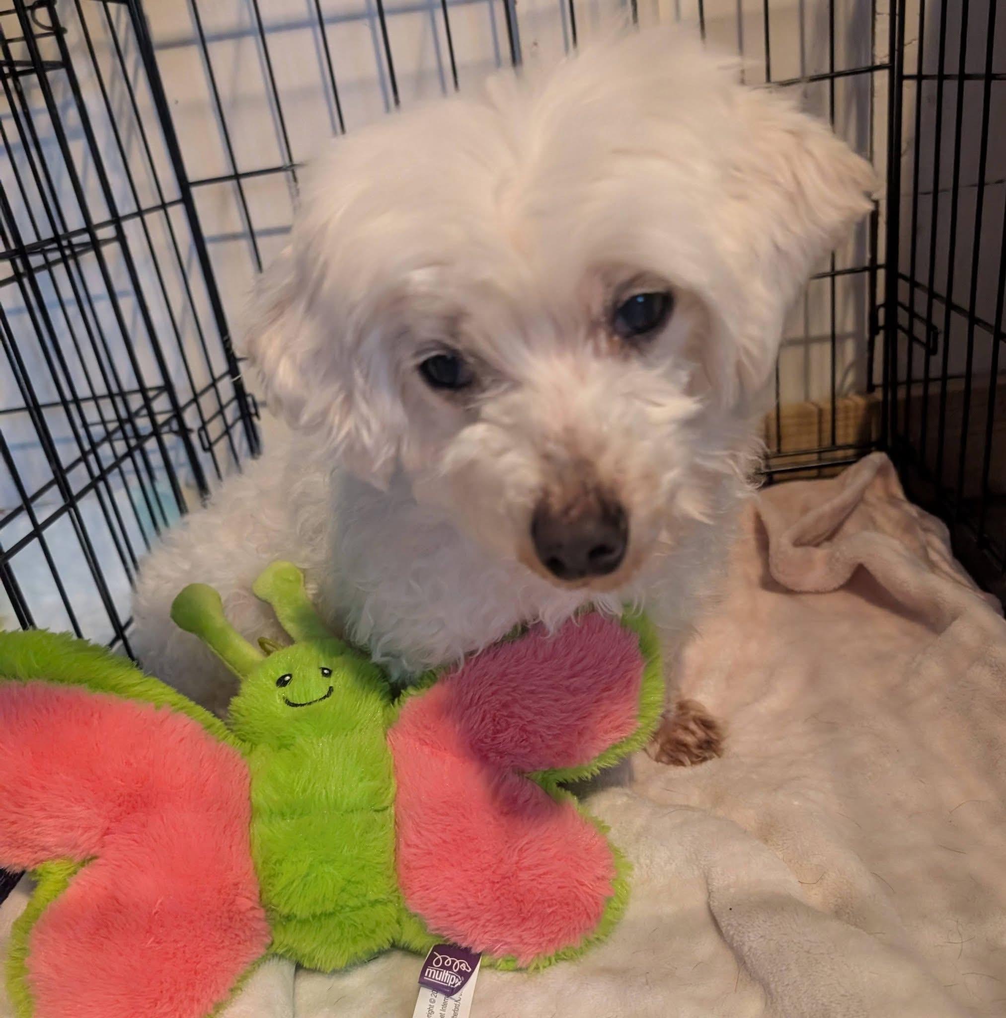 Enlarge Missy, a ADOPTABLE Maltipoo in Kittery, ME image 1/2