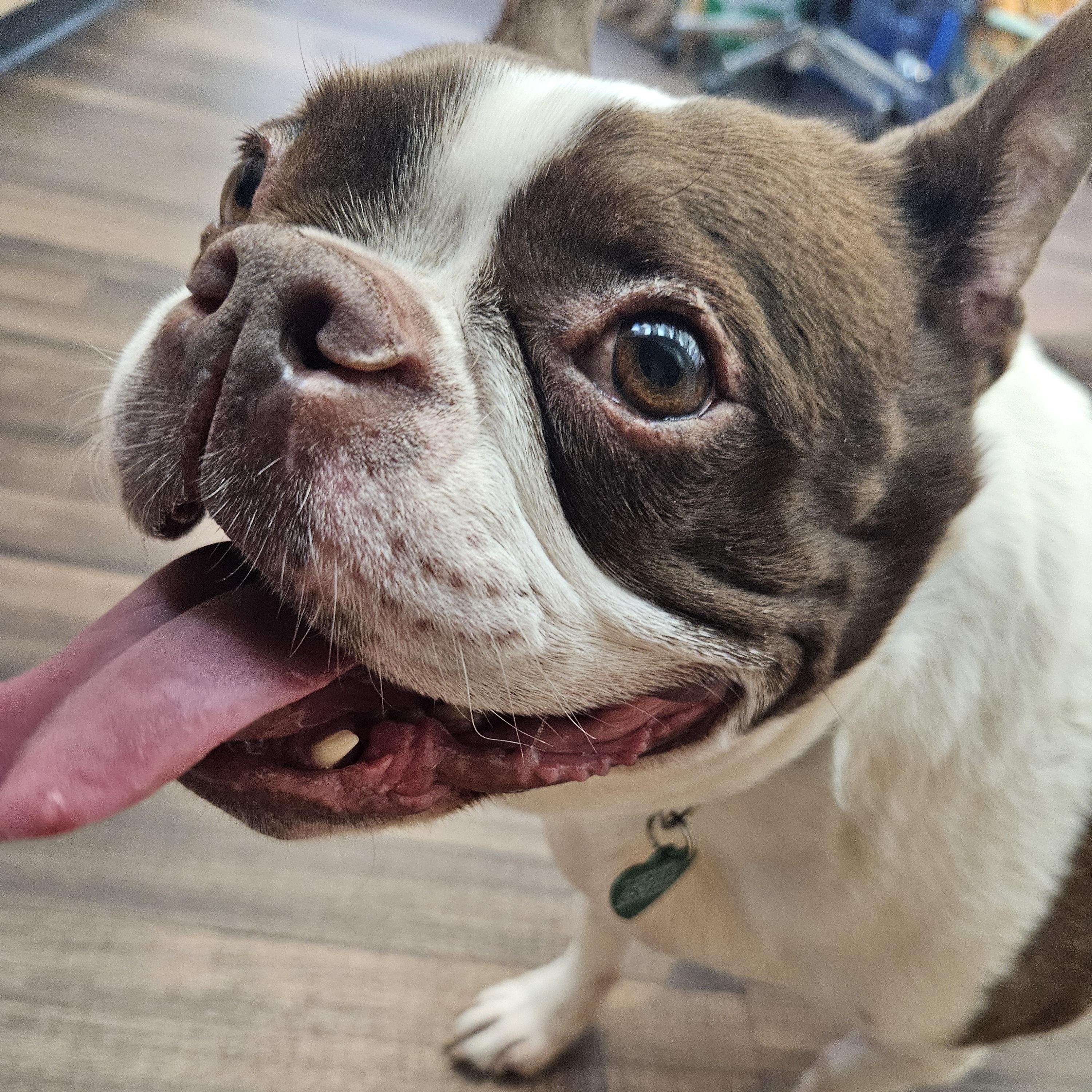 Enlarge Dexter, an adopted Boston Terrier in Livonia, MI image 4/6