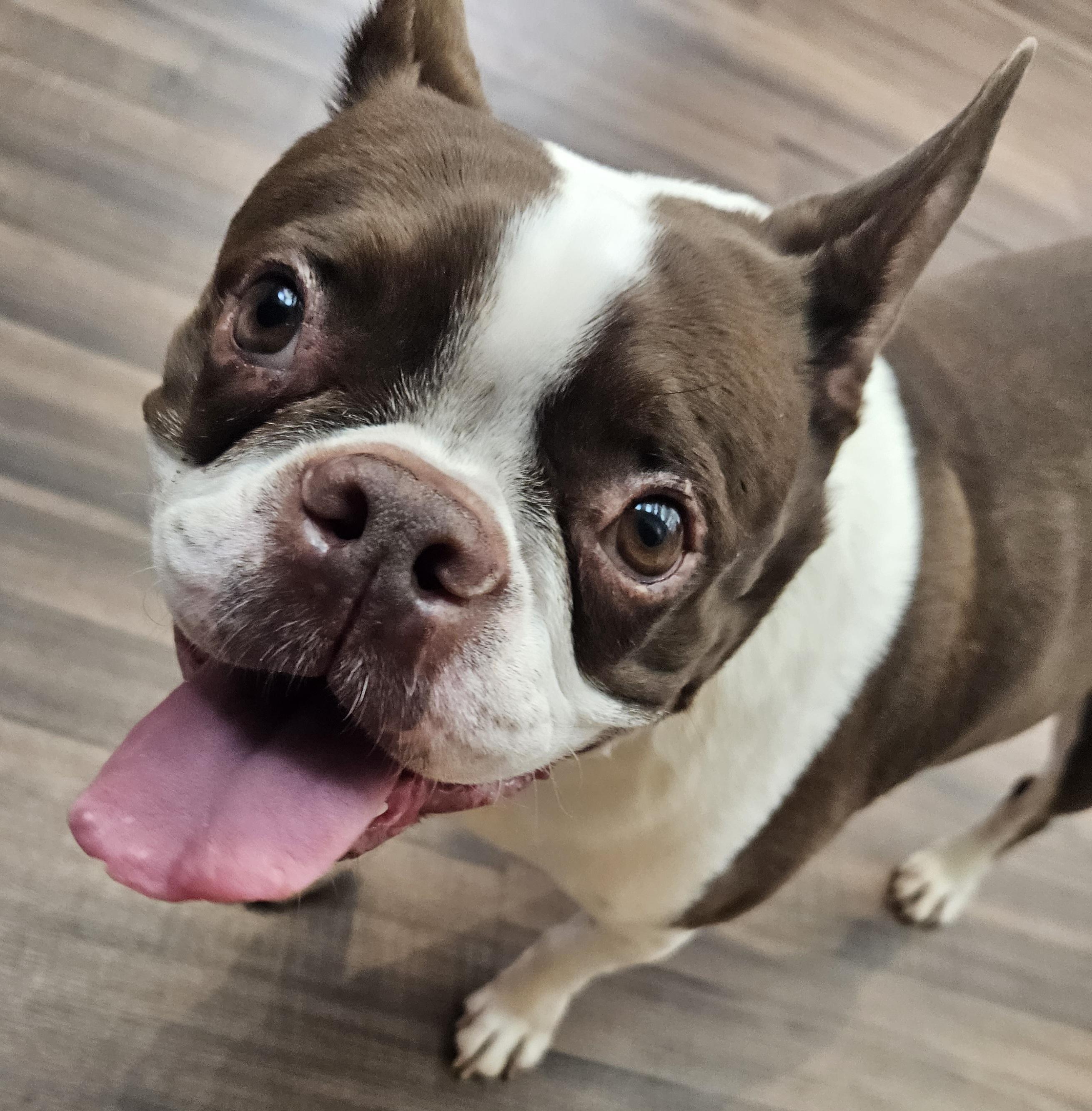 Enlarge Dexter, an adopted Boston Terrier in Livonia, MI image 2/6