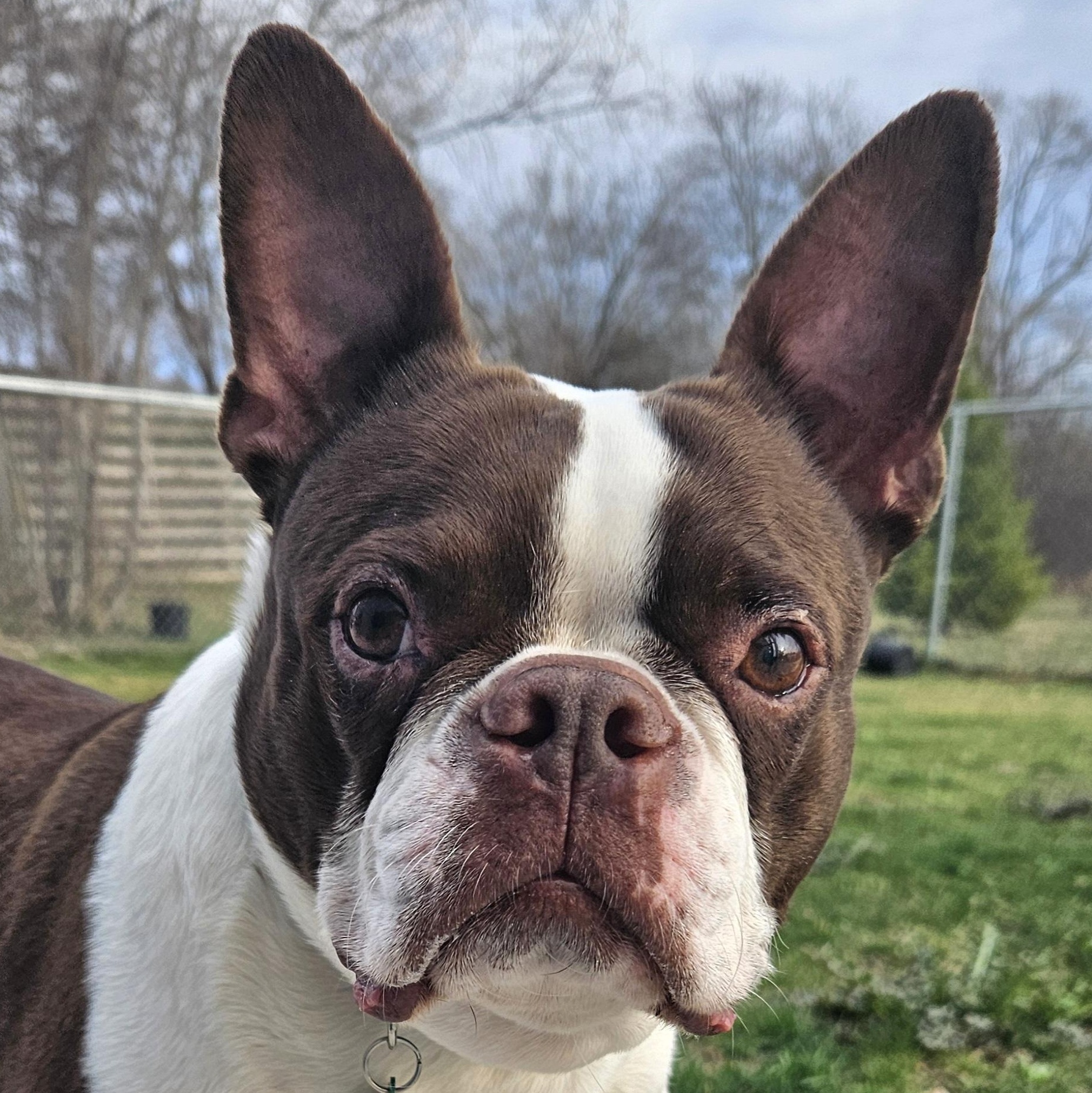 Dexter, Adoptable, Adult Male Boston Terrier.