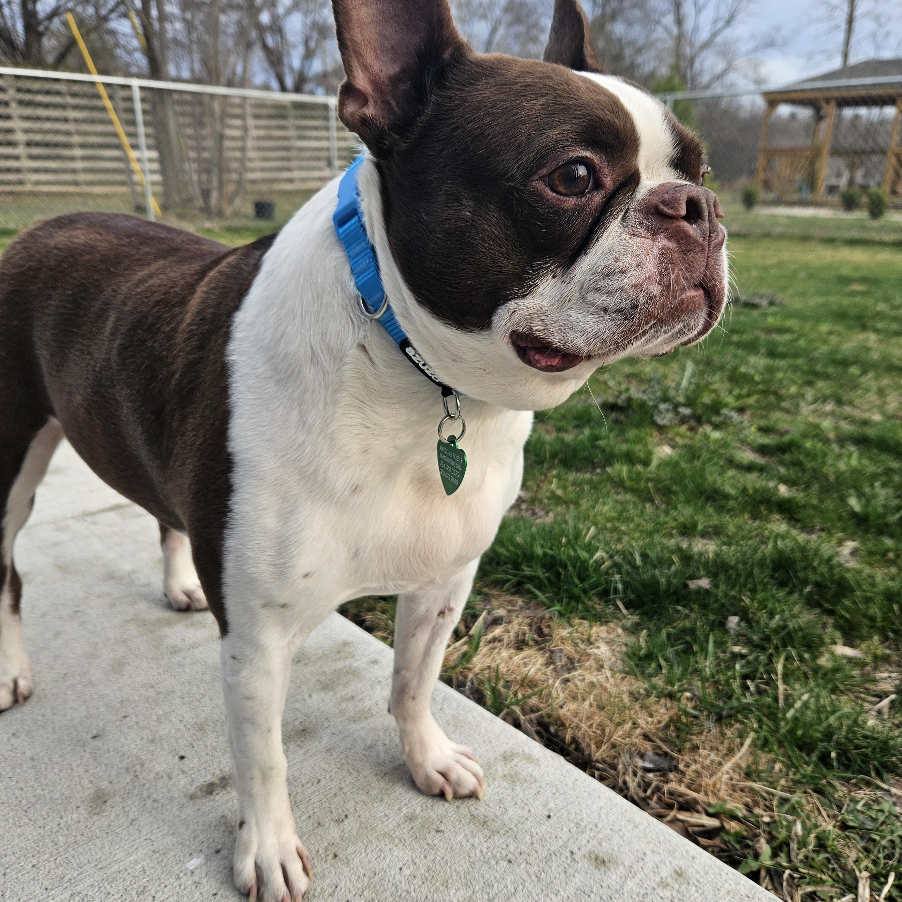 Enlarge Dexter, an adopted Boston Terrier in Livonia, MI image 5/6