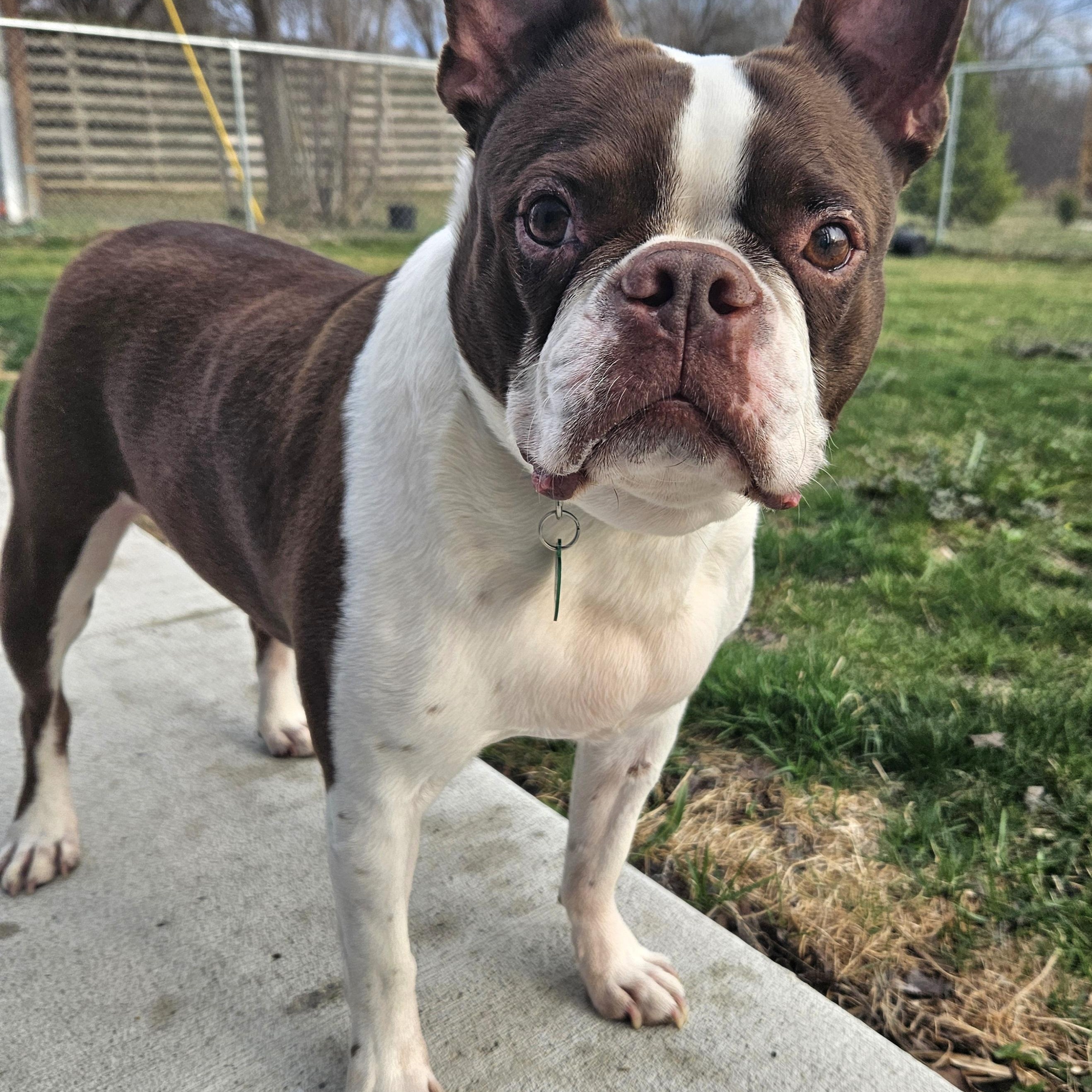 Enlarge Dexter, an adopted Boston Terrier in Livonia, MI image 3/6
