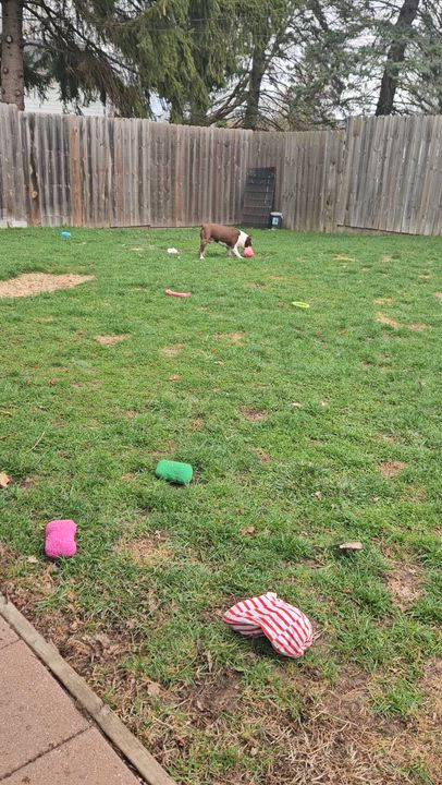 Enlarge Dexter, an adopted Boston Terrier in Livonia, MI video 6/6