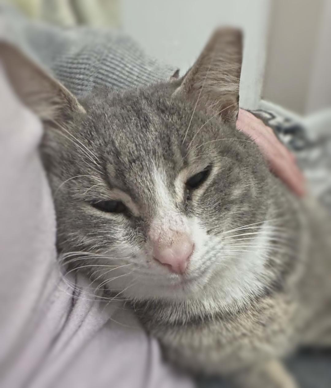 Kip, a ADOPTABLE mixed breed in Ocean Springs, MS image 5/5